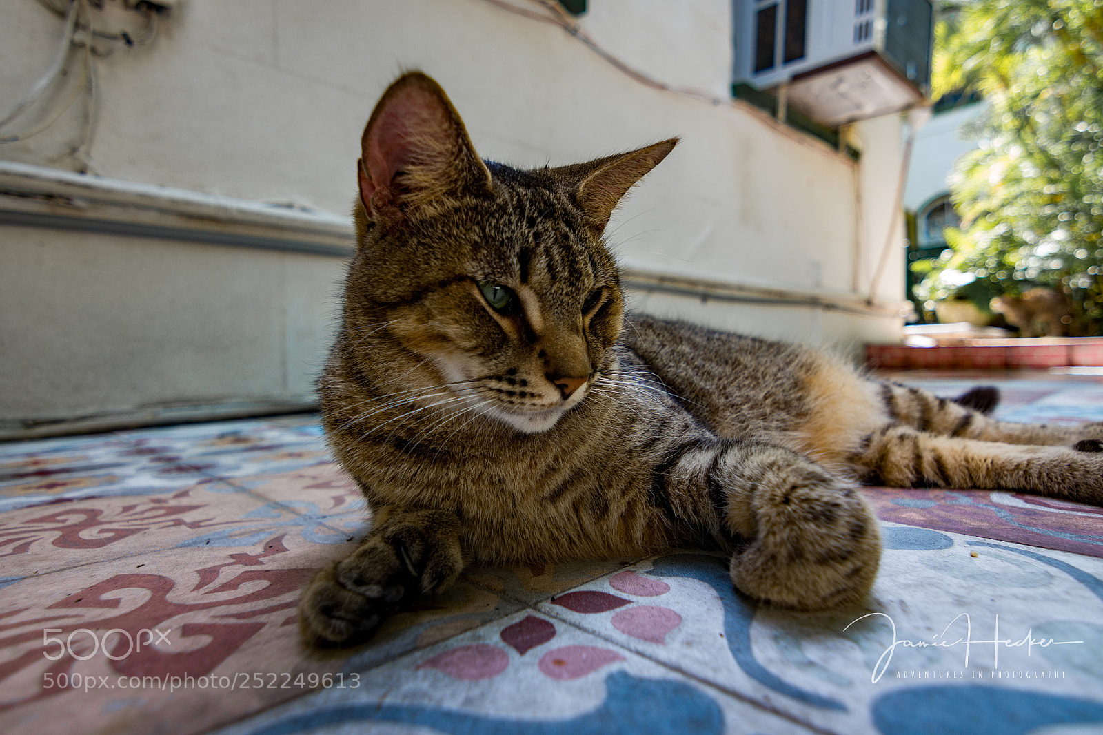 Nikon D7200 sample photo. Lounging photography