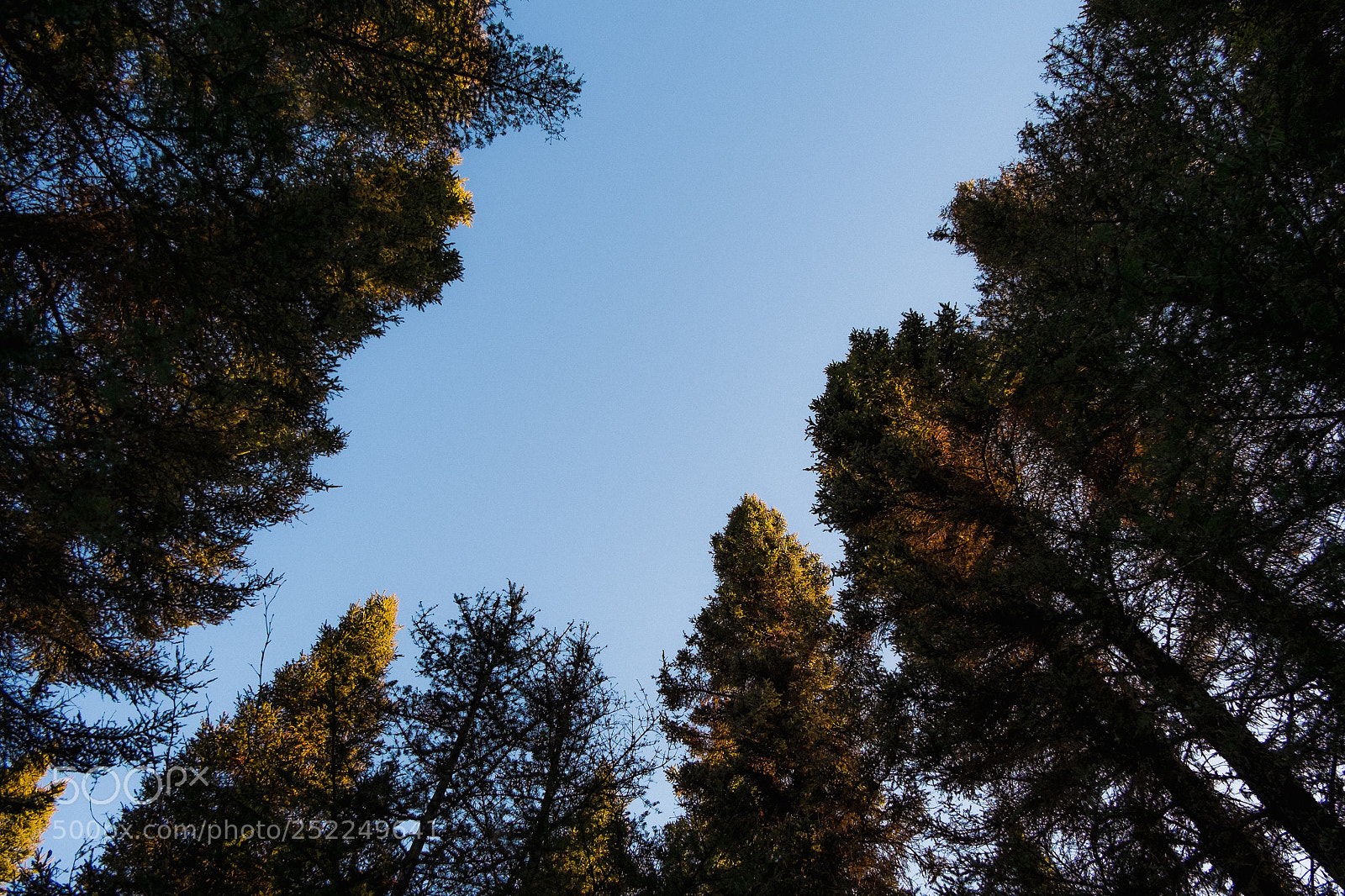 Fujifilm X-E1 sample photo. Old pines at sunset. photography