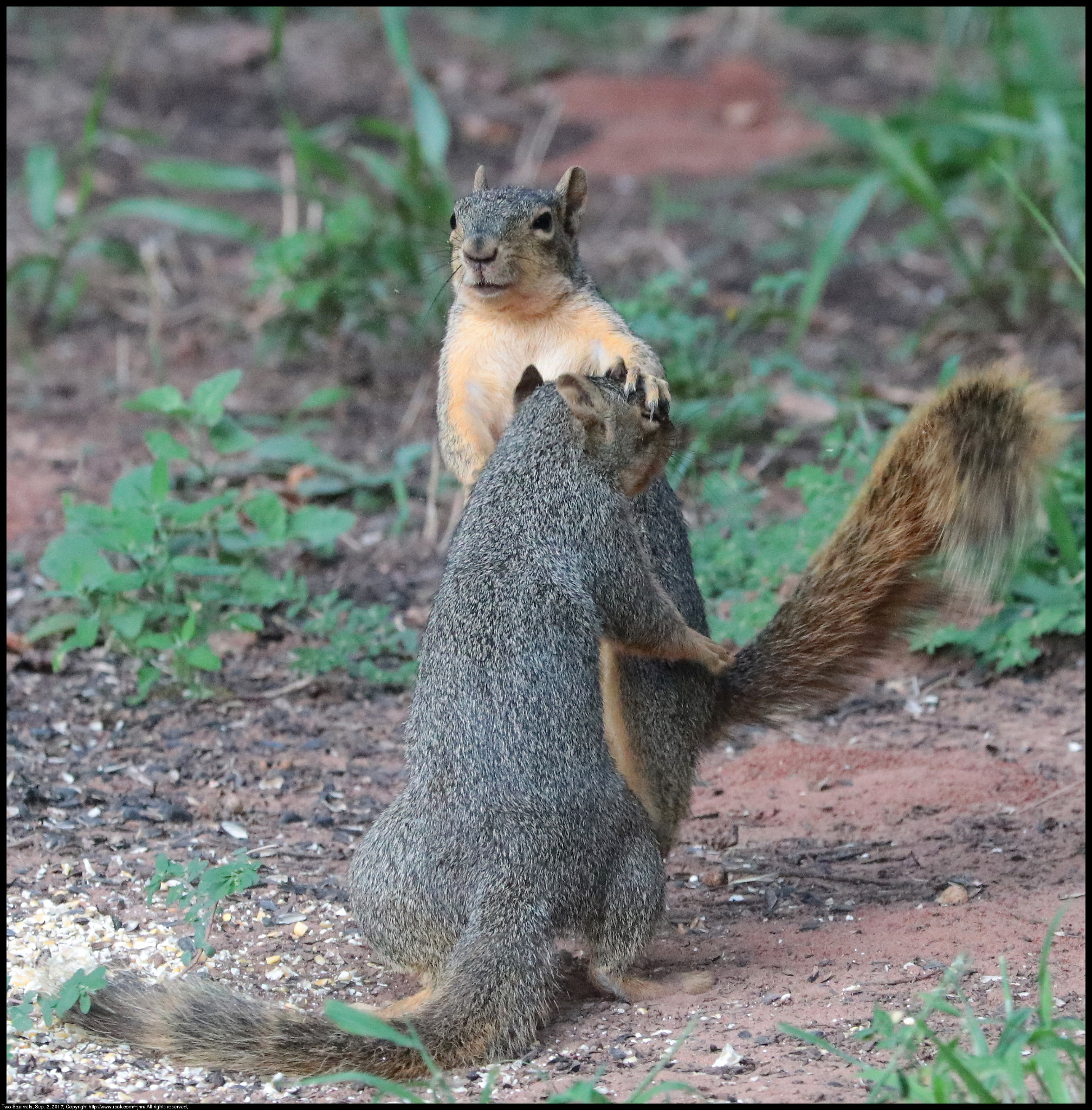 Canon EF 70-300 F4-5.6 IS II USM sample photo. Two squirrels arguing photography