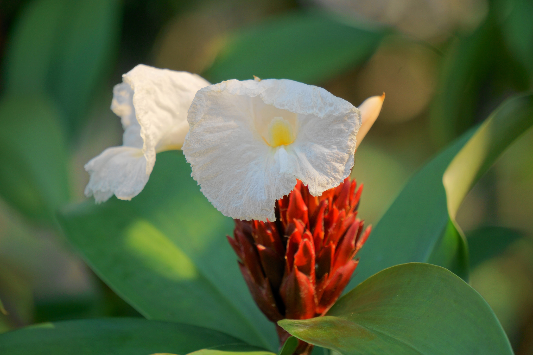 Sony E 55-210mm F4.5-6.3 OSS sample photo. Afternoon blooming photography