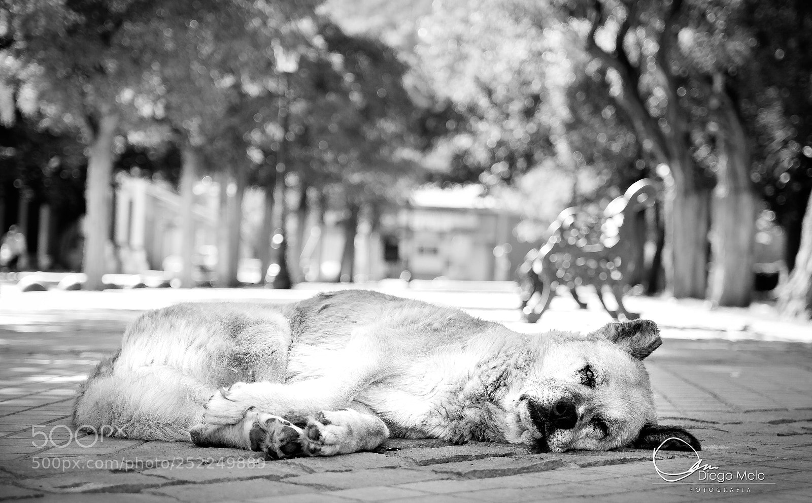 Canon EOS 700D (EOS Rebel T5i / EOS Kiss X7i) sample photo. Perro at san jose photography