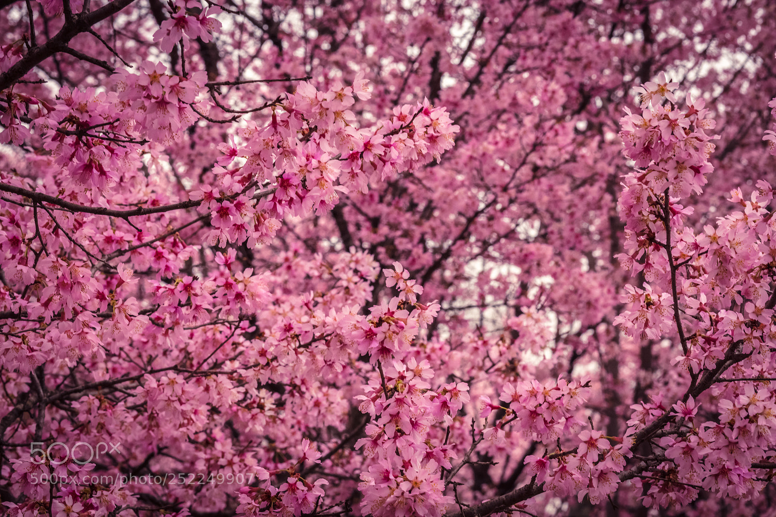 Canon EOS 5DS sample photo. Ds photography