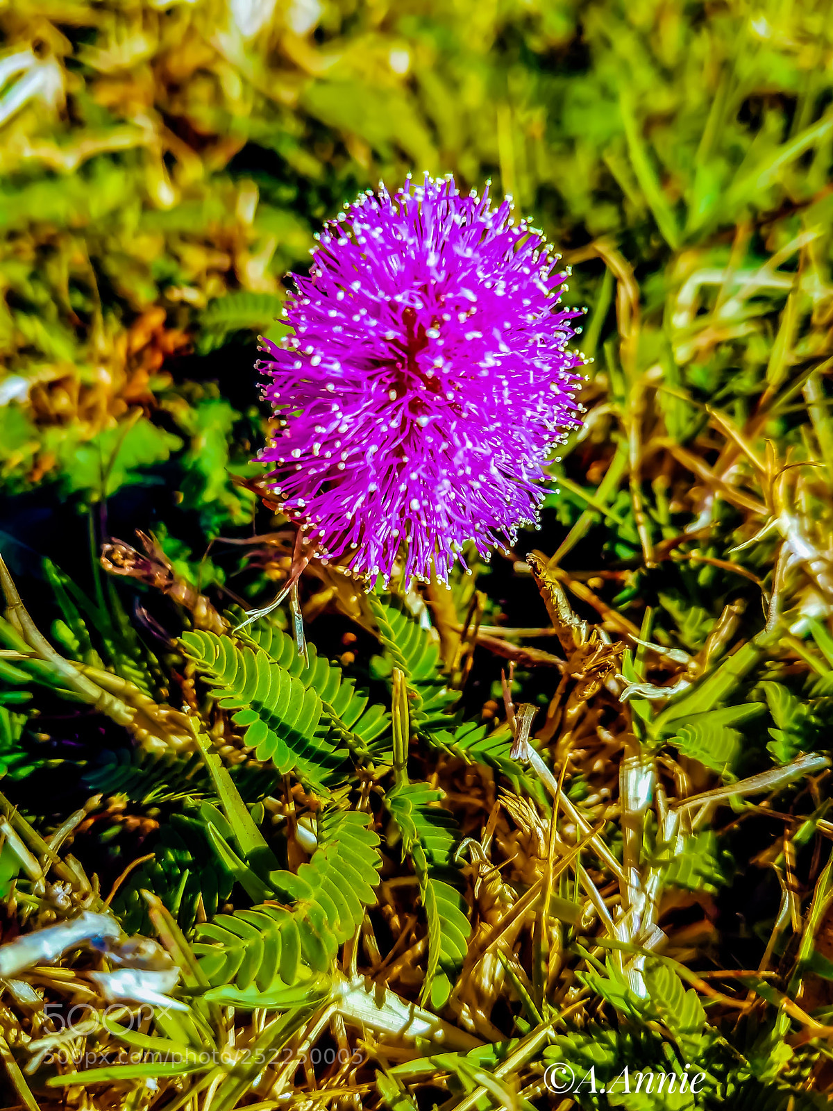 Samsung Galaxy S7 sample photo. Pink photography