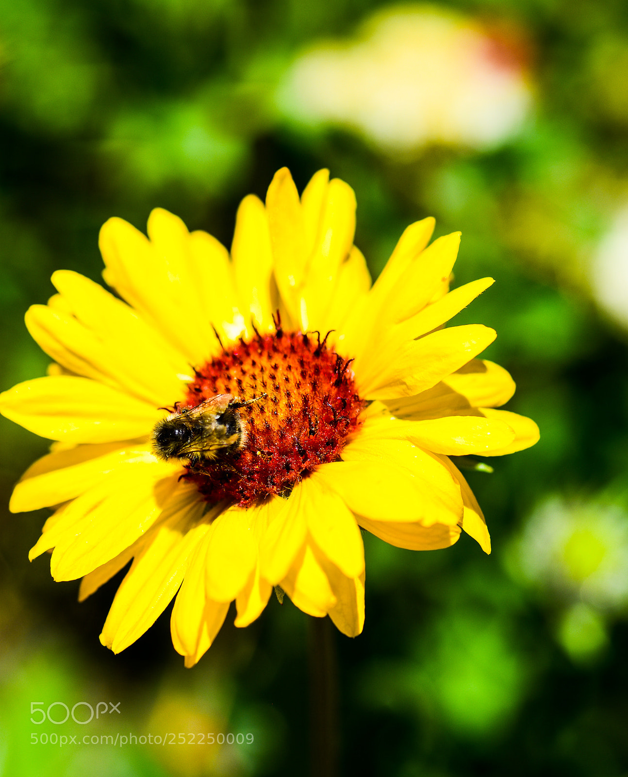 Nikon D7200 sample photo. Bee and me photography
