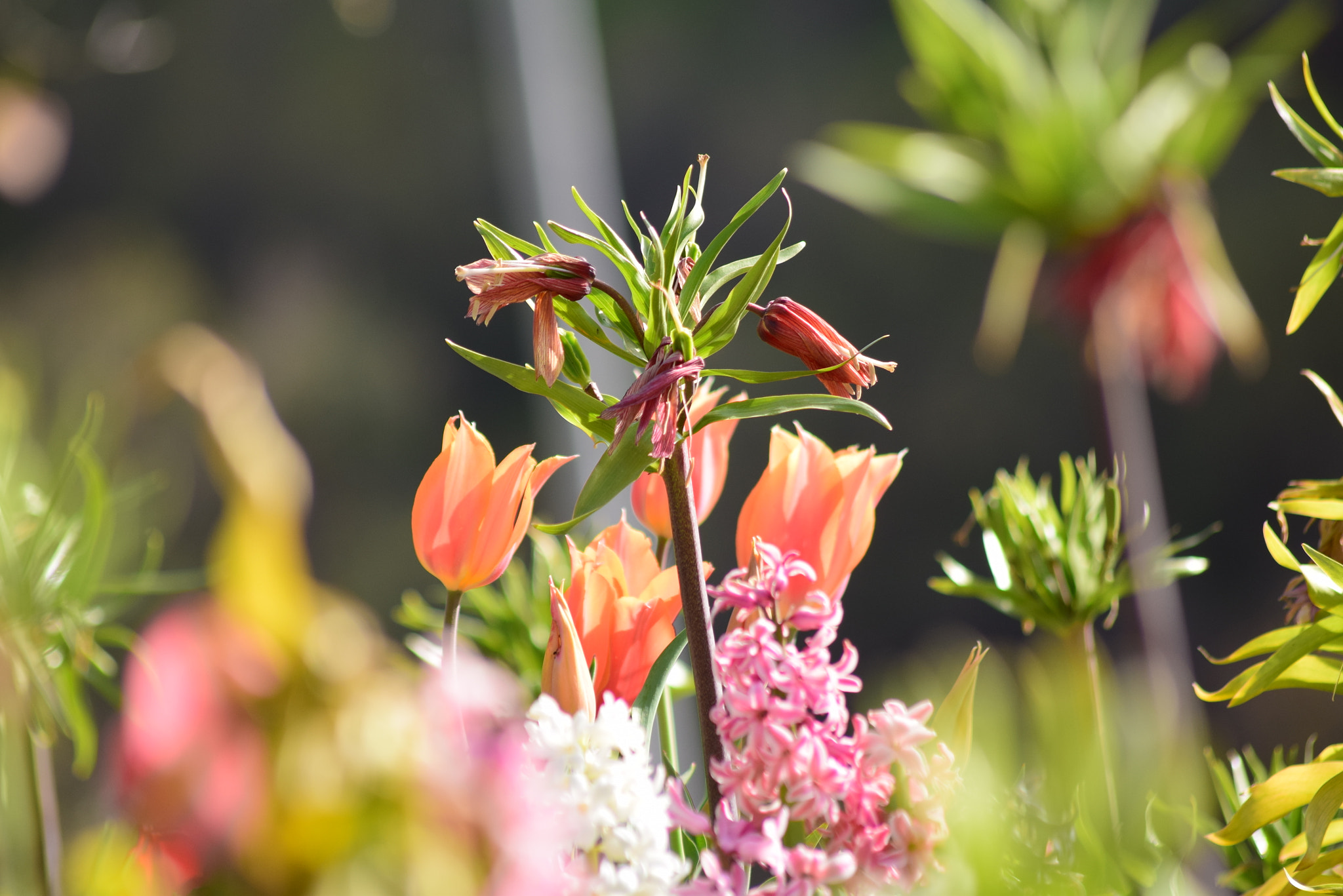 Sigma 70-300mm F4-5.6 APO DG Macro sample photo