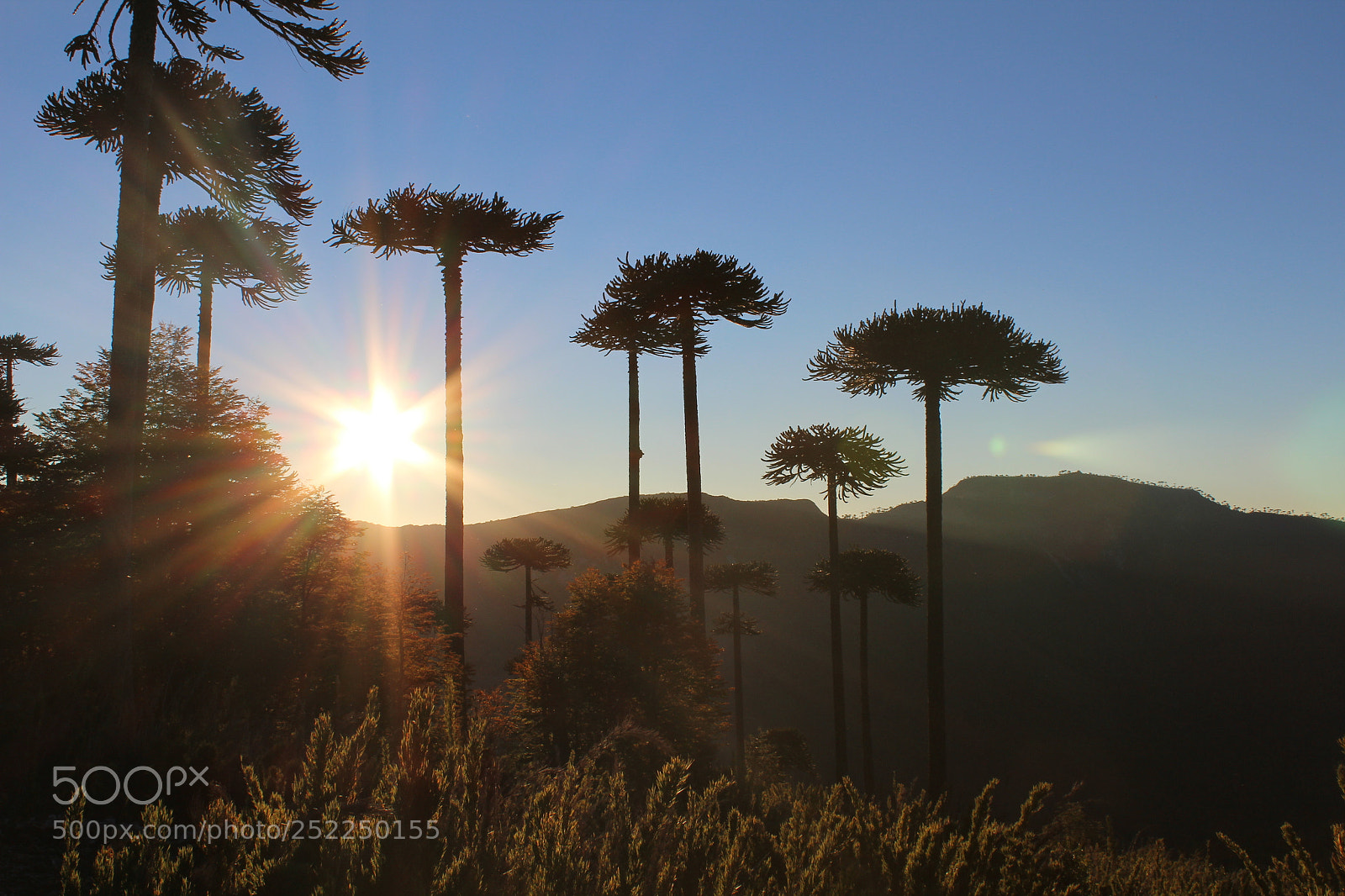 Canon EOS 1200D (EOS Rebel T5 / EOS Kiss X70 / EOS Hi) sample photo. Araucarias photography