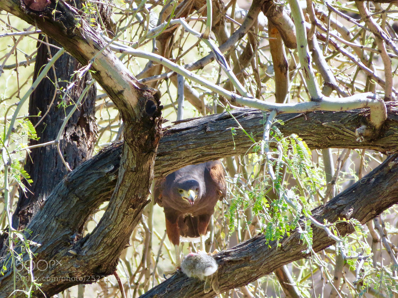 Canon PowerShot SX720 HS sample photo. Harris hawk photography