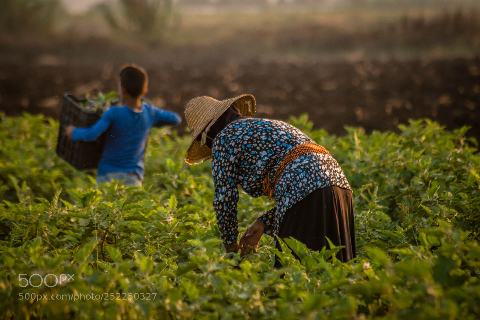 Nikon D5500 sample photo. Eggplant pickers photography