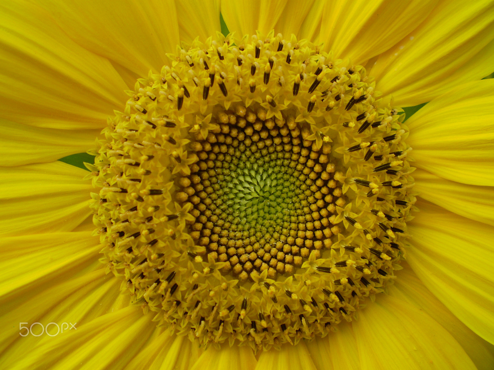Olympus FE220,X785 sample photo. Golden ratio photography