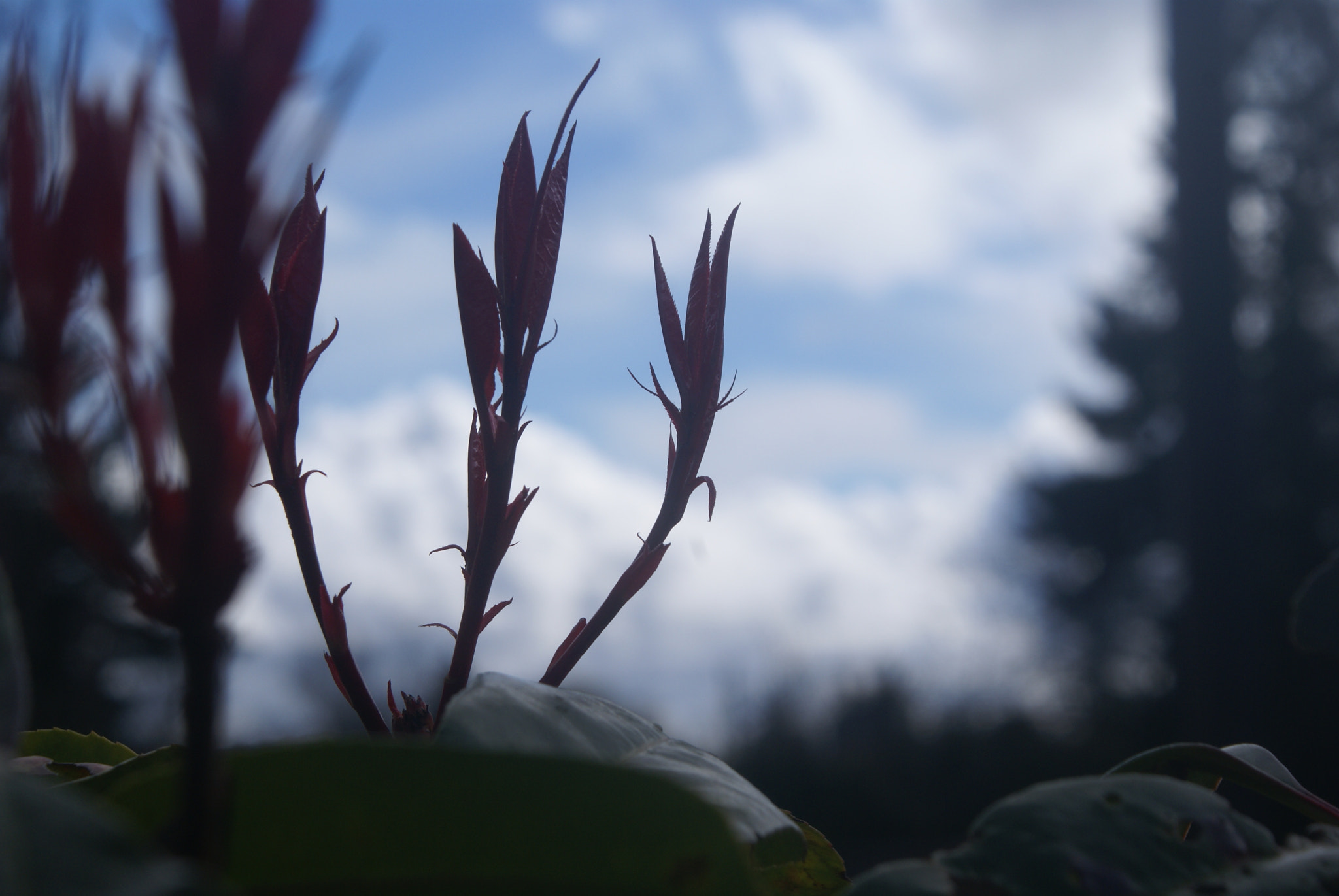 Sony Alpha DSLR-A100 sample photo. Sony dsc photography