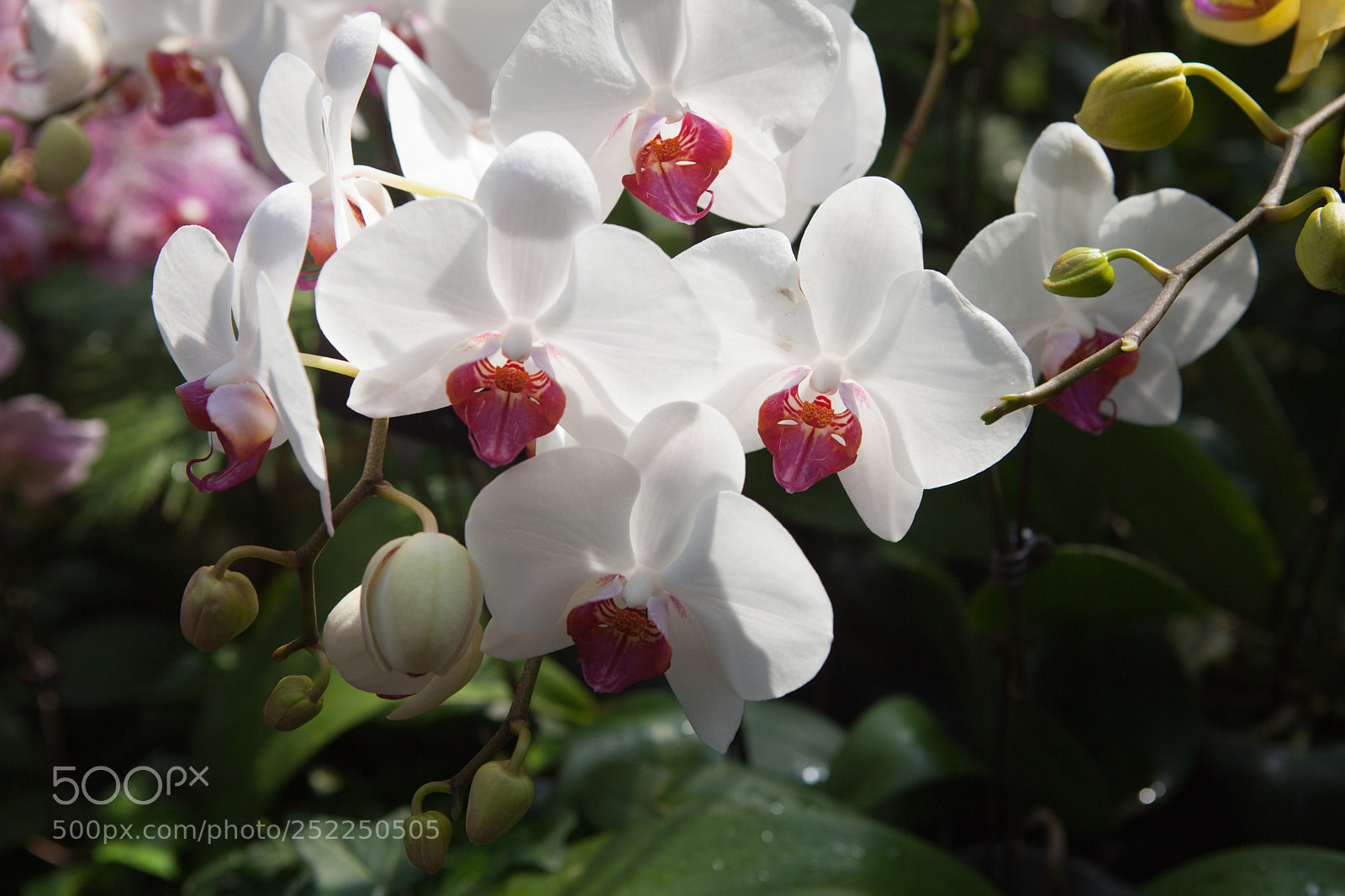 Canon EOS 5D Mark II sample photo. Orchids photography