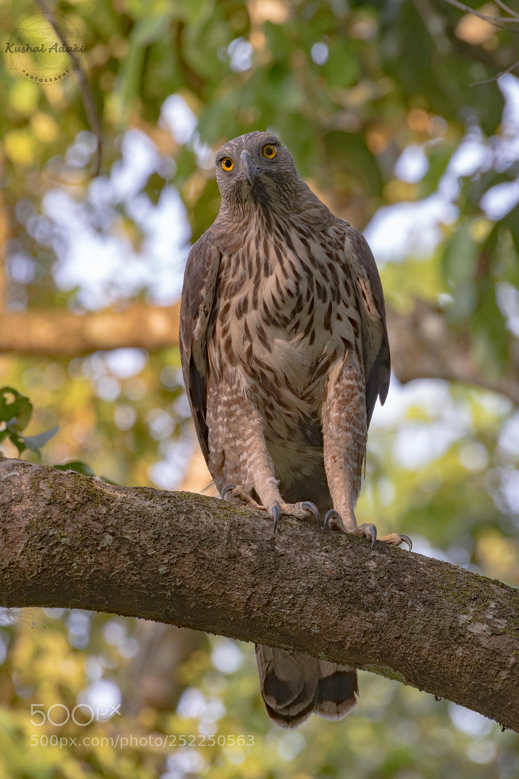 Nikon D500 sample photo. Changeable hawk eagle photography