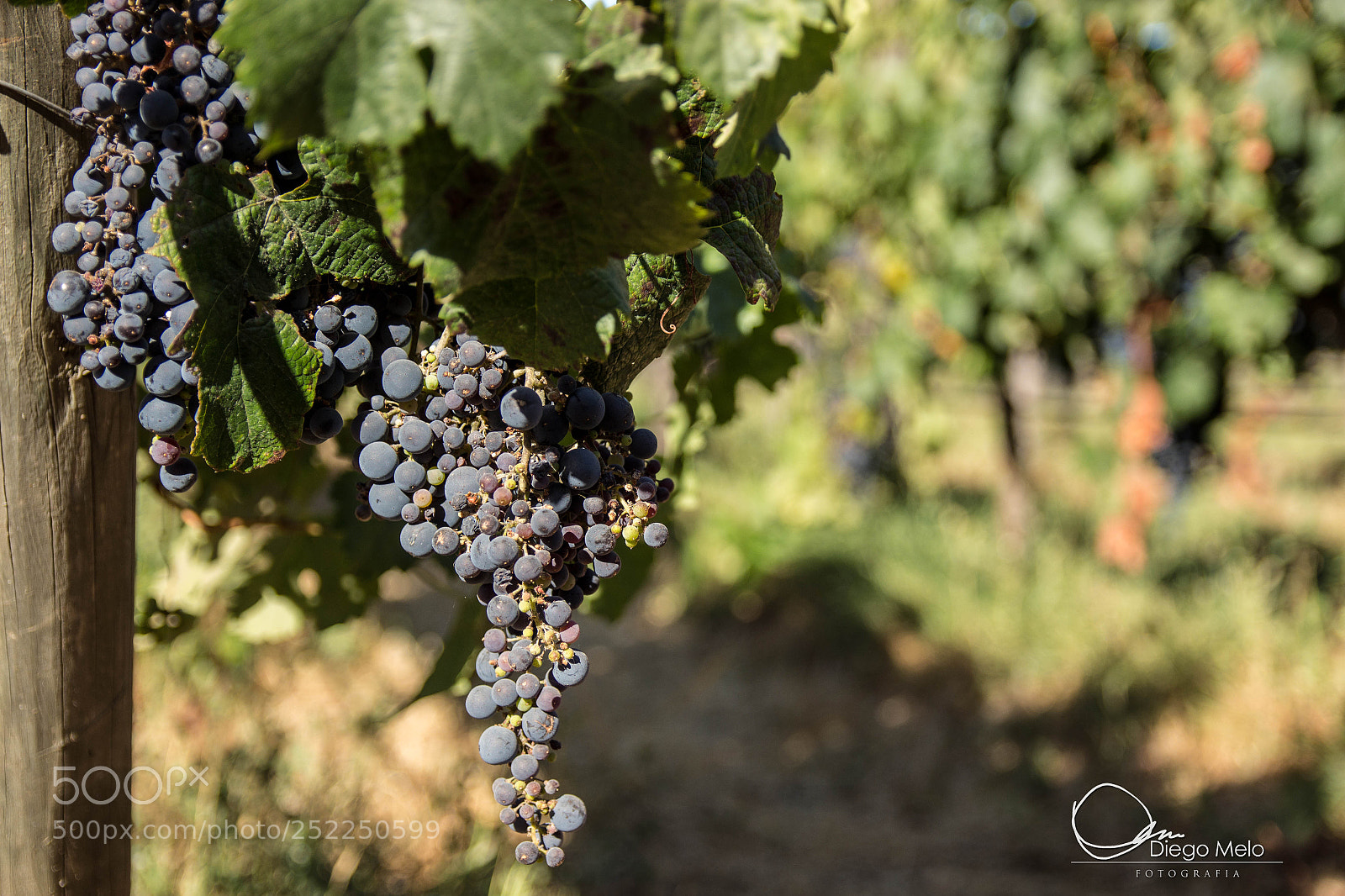 Canon EOS 700D (EOS Rebel T5i / EOS Kiss X7i) sample photo. Veramonte winery photography