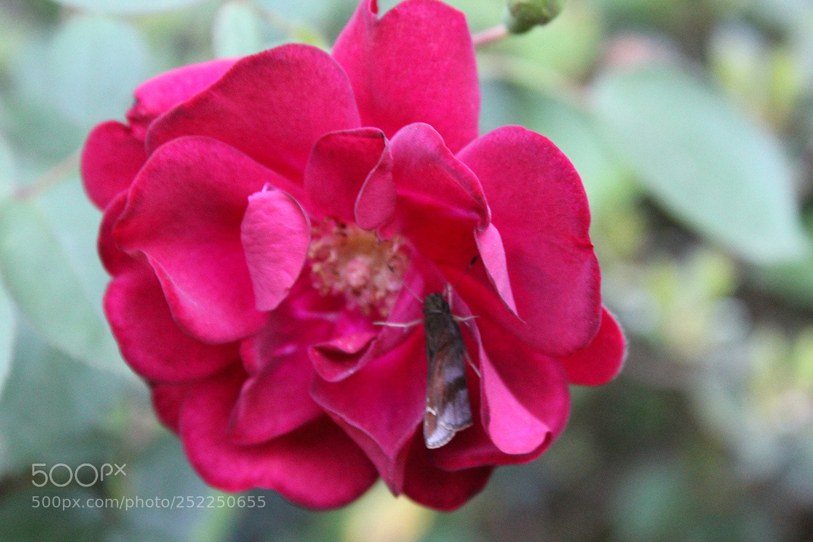 Canon EOS 1300D (EOS Rebel T6 / EOS Kiss X80) sample photo. Rose with moth photography