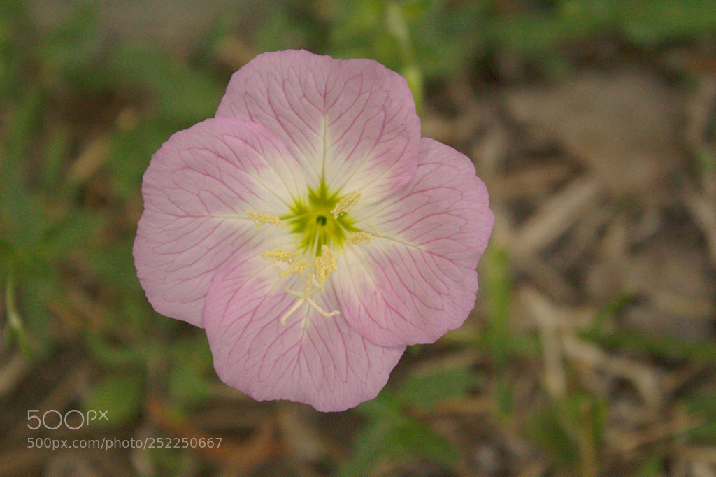 Canon EOS 1300D (EOS Rebel T6 / EOS Kiss X80) sample photo. Pink evening primrose photography