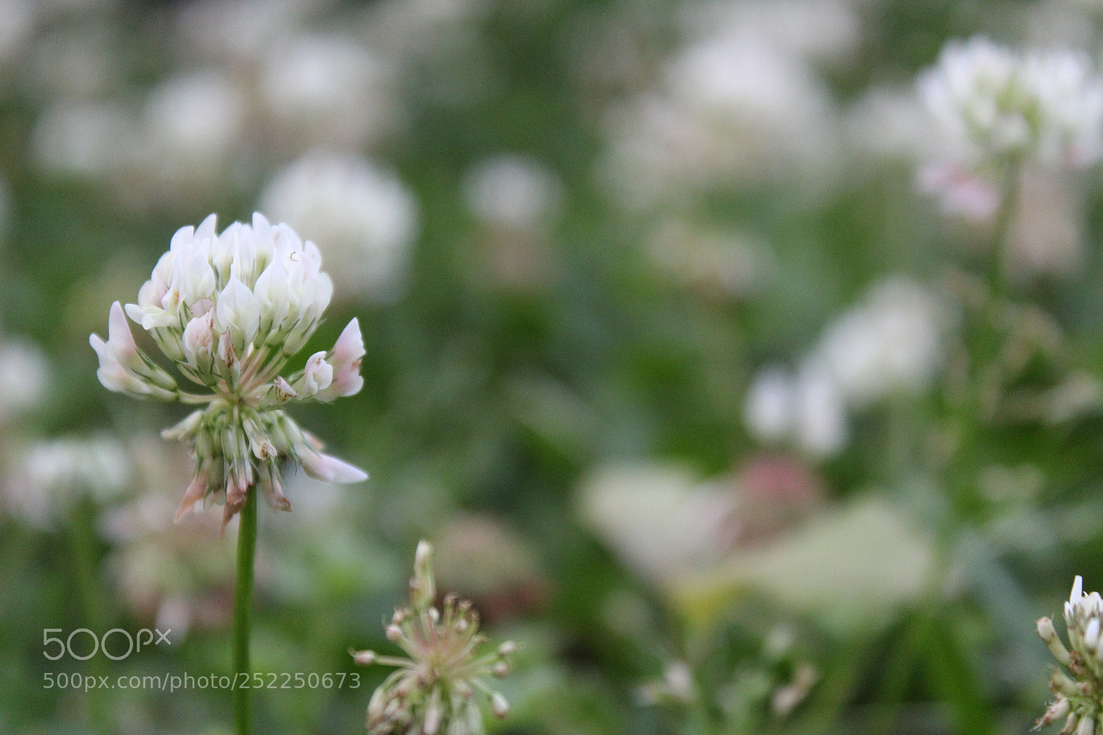 Canon EOS 1300D (EOS Rebel T6 / EOS Kiss X80) sample photo. Clover photography