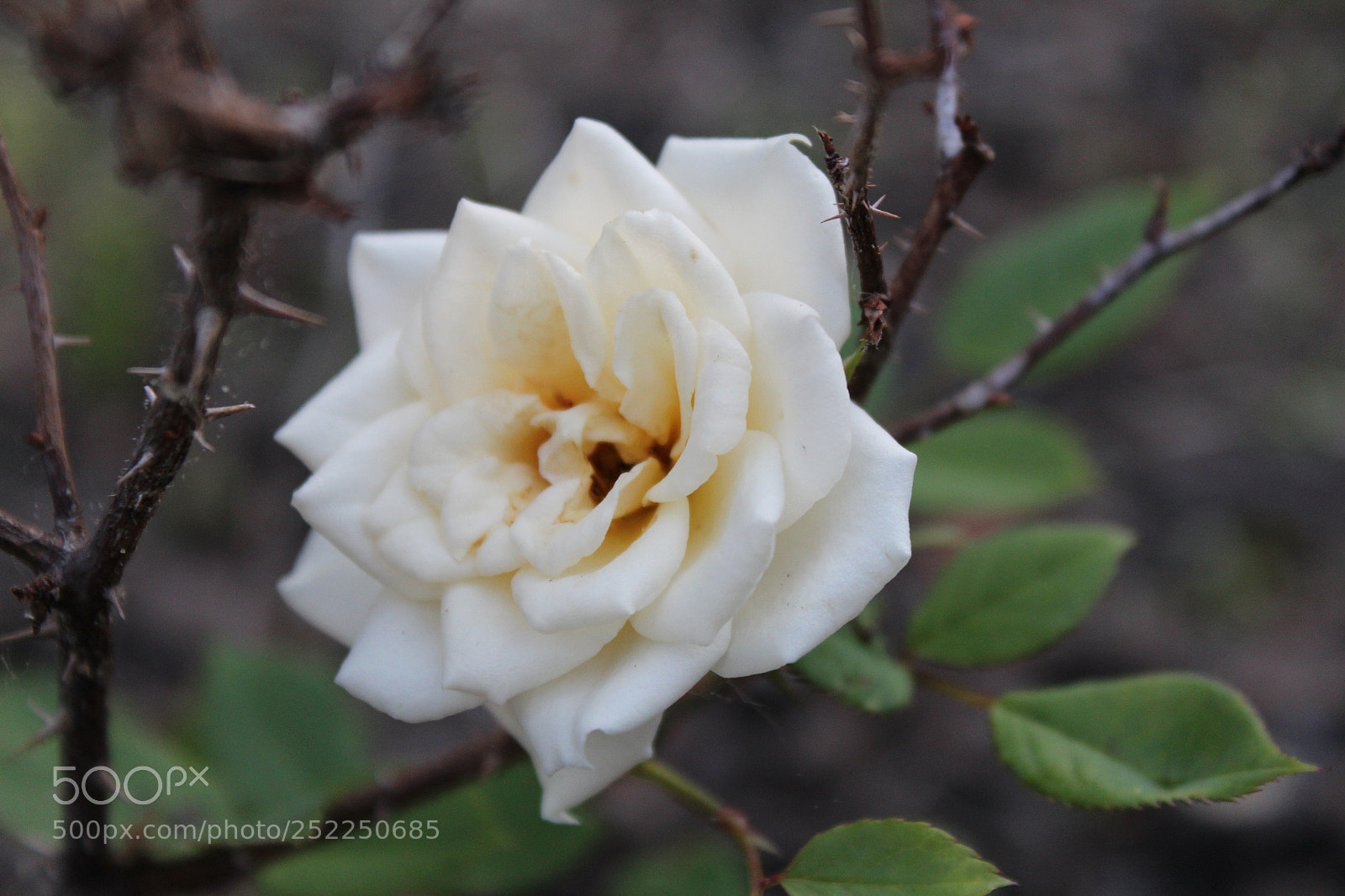 Canon EOS 1300D (EOS Rebel T6 / EOS Kiss X80) sample photo. White rose photography