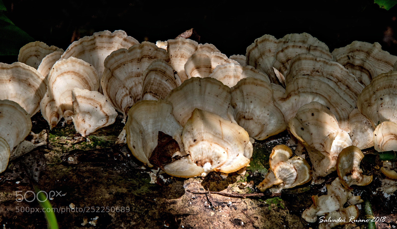 Nikon D7500 sample photo. Mushroom cola de pavo photography