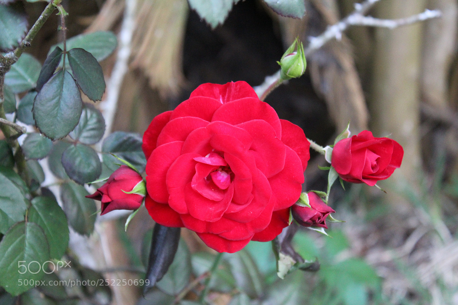 Canon EOS 1300D (EOS Rebel T6 / EOS Kiss X80) sample photo. Red rose with buds photography