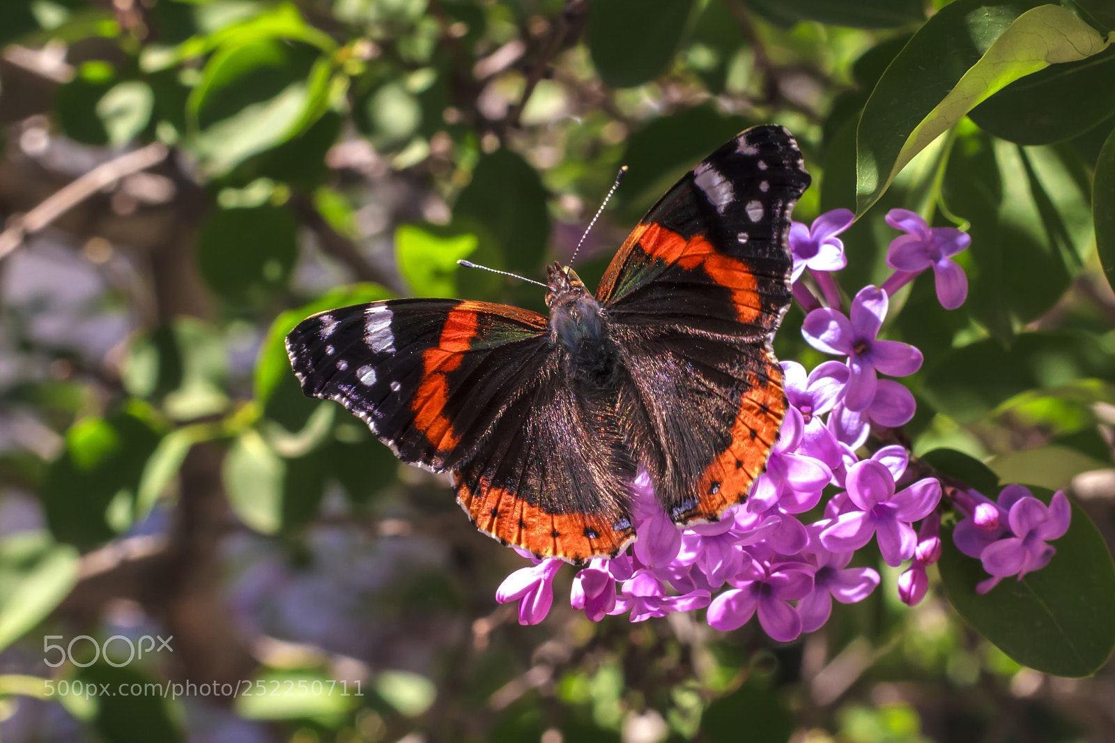Canon EOS 600D (Rebel EOS T3i / EOS Kiss X5) sample photo. Butterfly photography