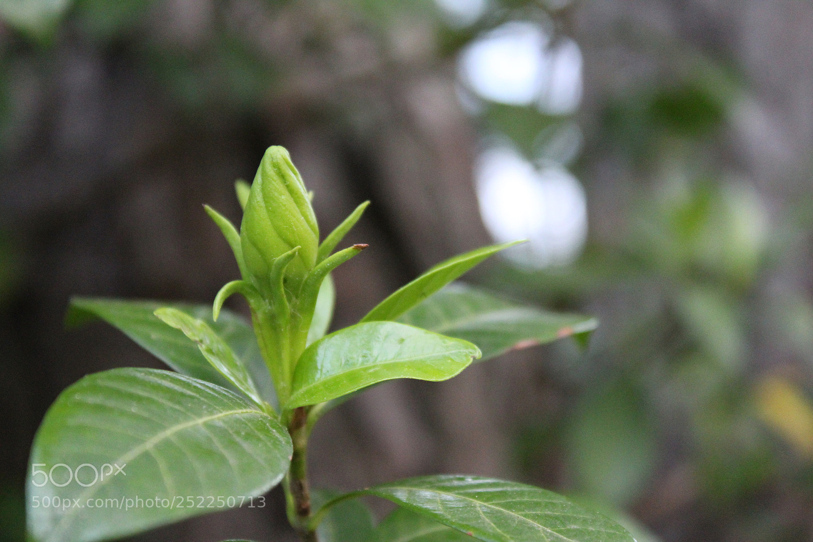 Canon EOS 1300D (EOS Rebel T6 / EOS Kiss X80) sample photo. Gardenia bud photography