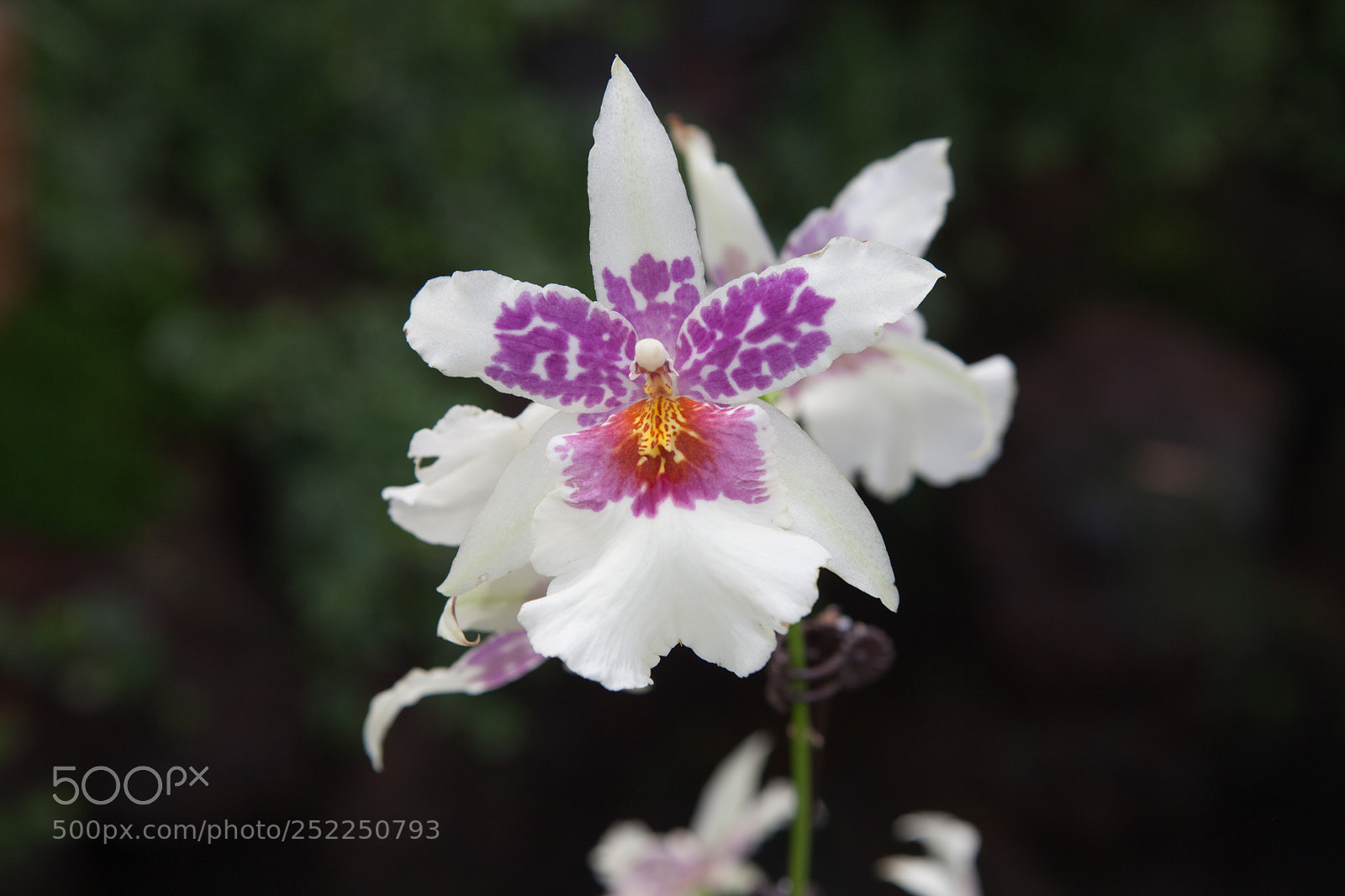 Canon EOS 5D Mark II sample photo. Orchids photography