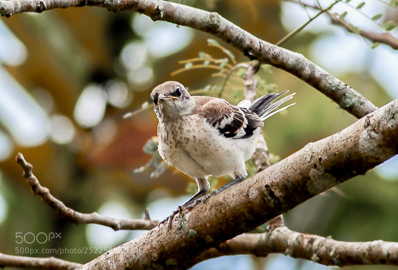 Nikon D200 sample photo. Angry bird photography