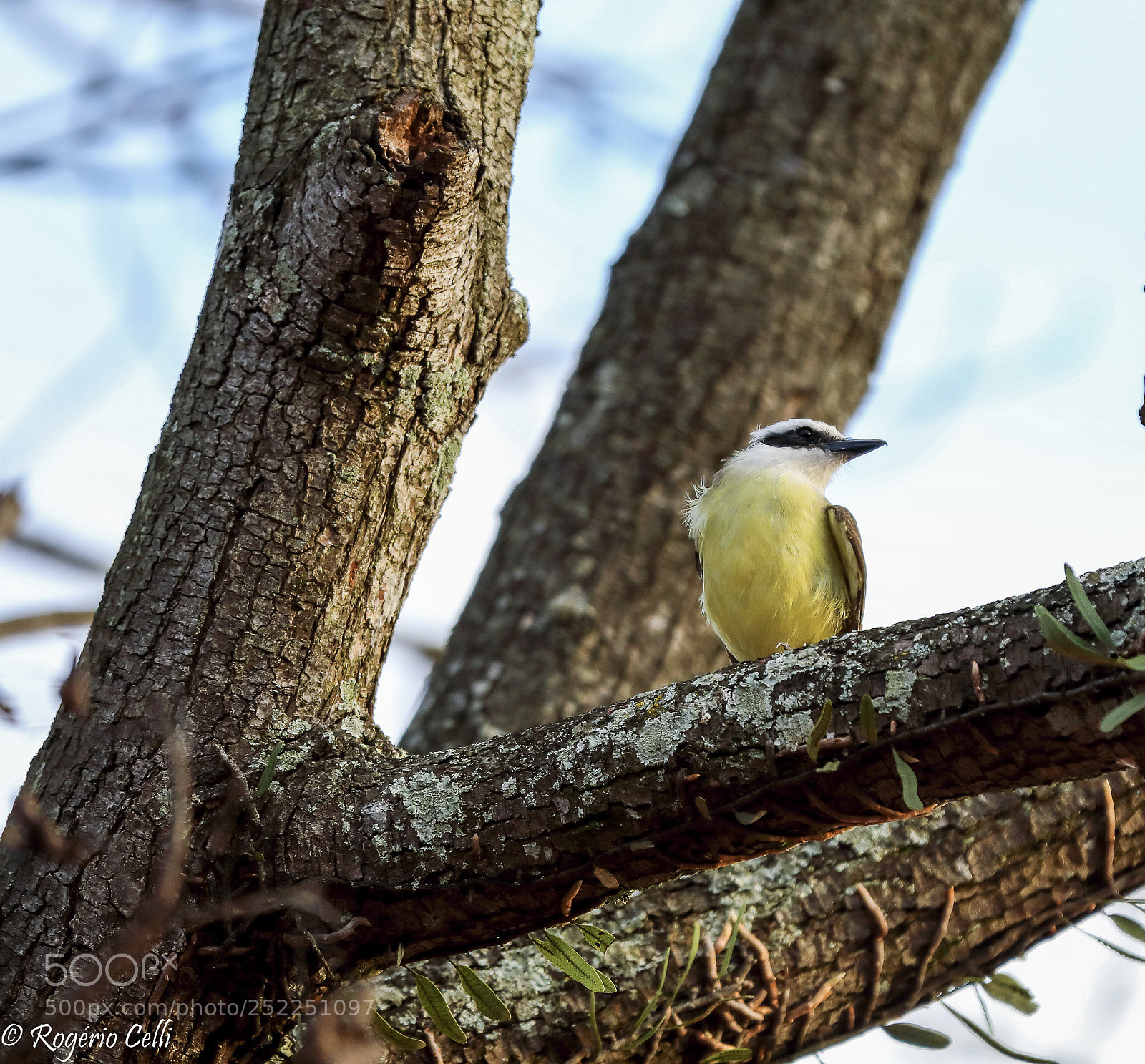 Canon EOS 5D Mark IV sample photo. Nature vibes | birds photography