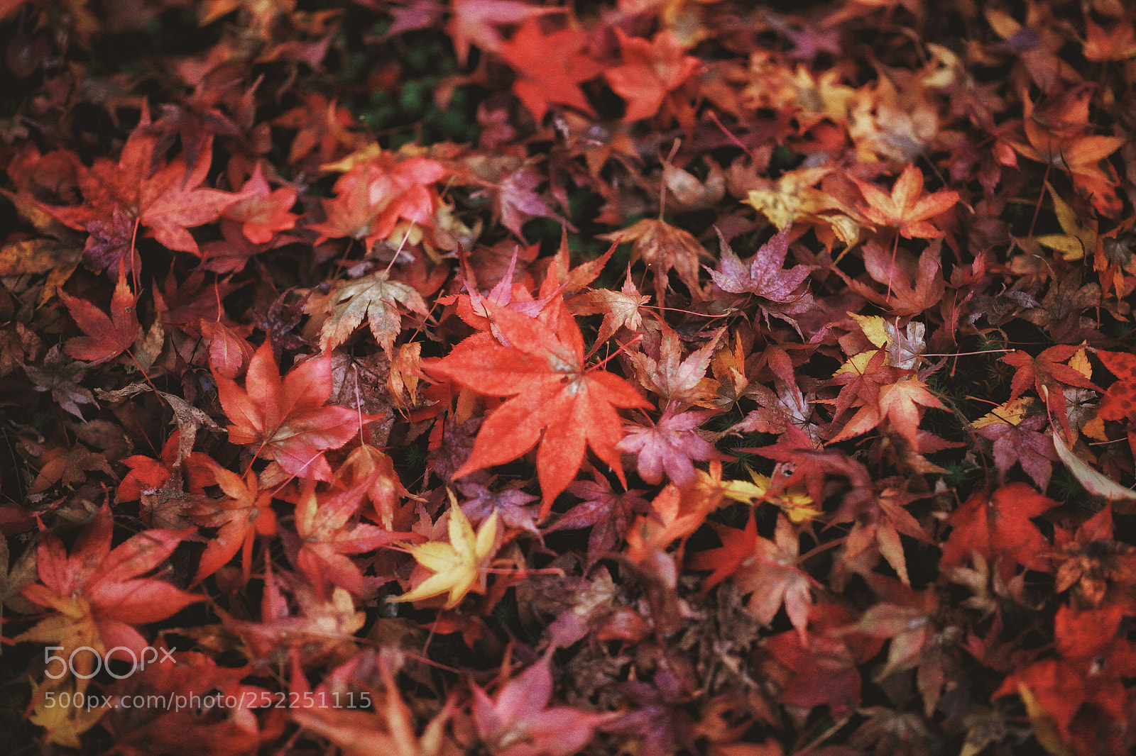 Canon EOS 5D Mark II sample photo. Maple leaf photography
