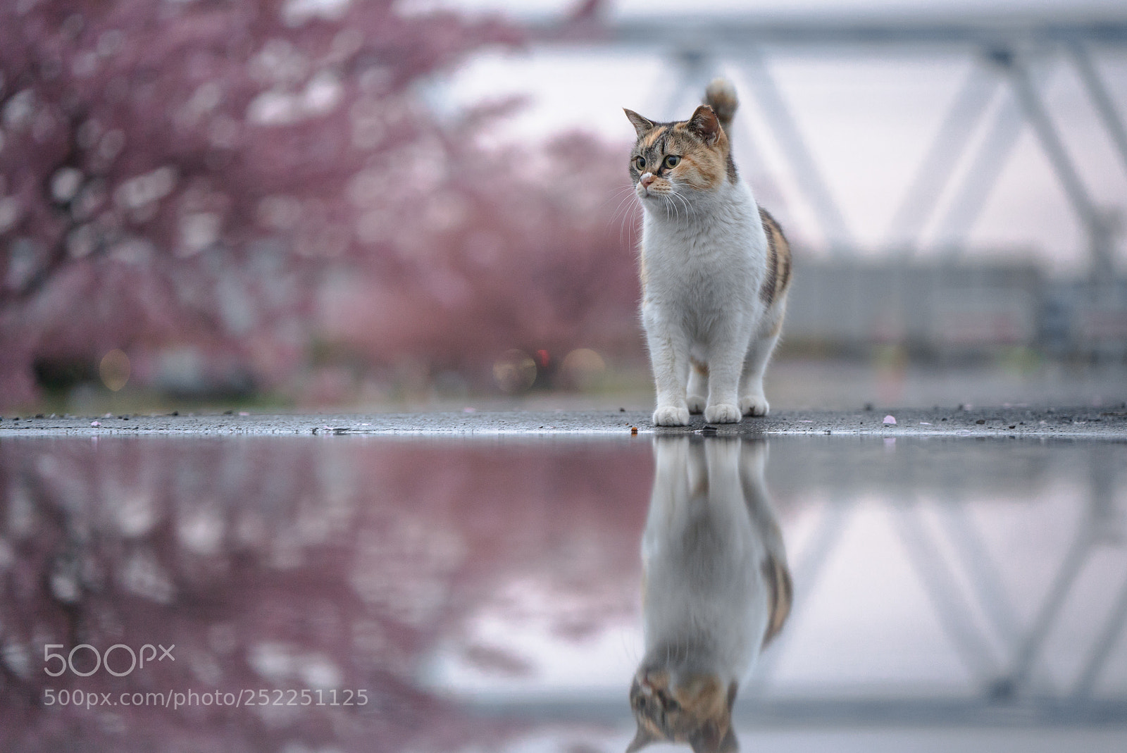 Sony a7S II sample photo. A puddle in spring photography