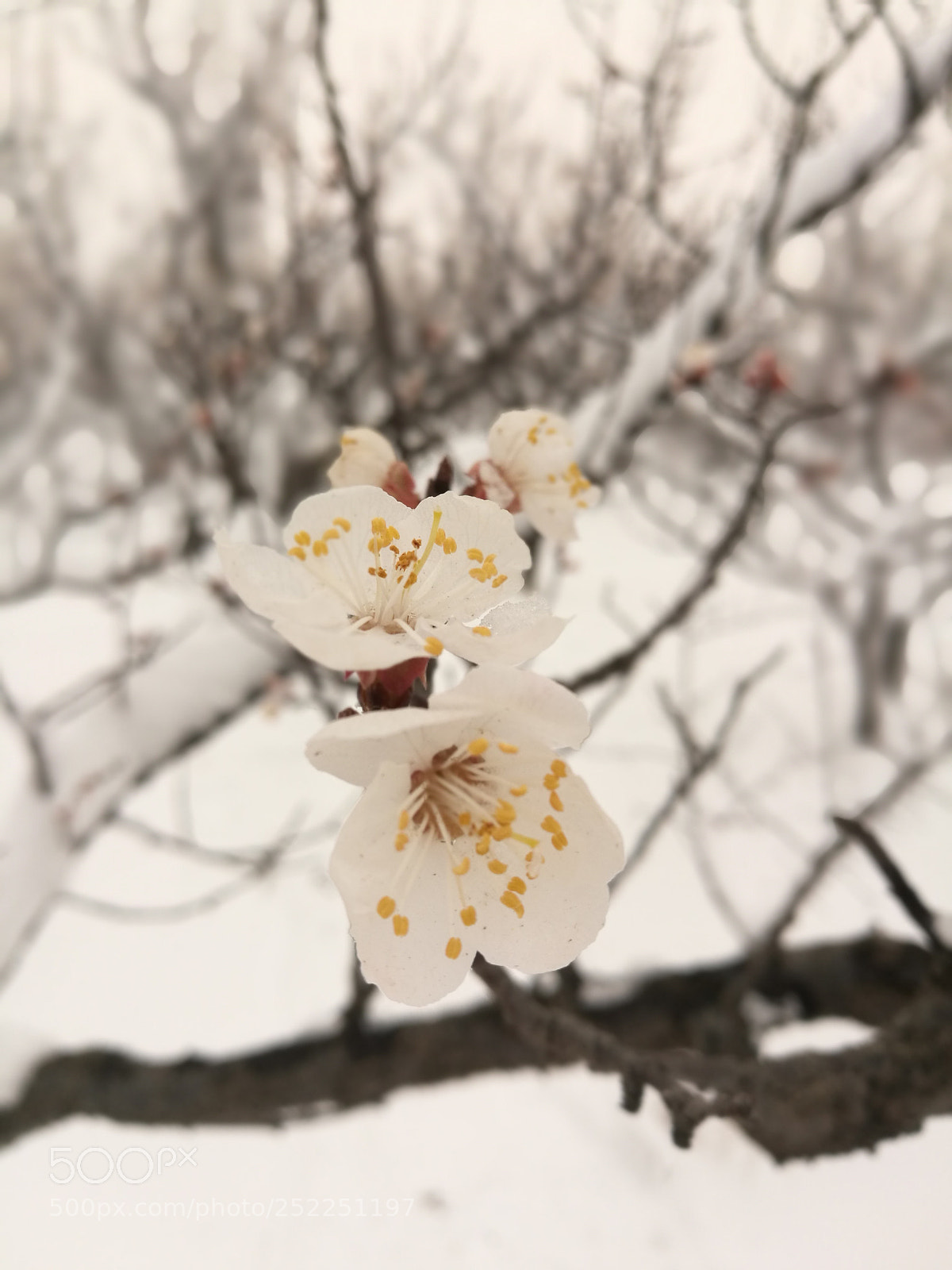 HUAWEI P9 Plus sample photo. Untitled photography