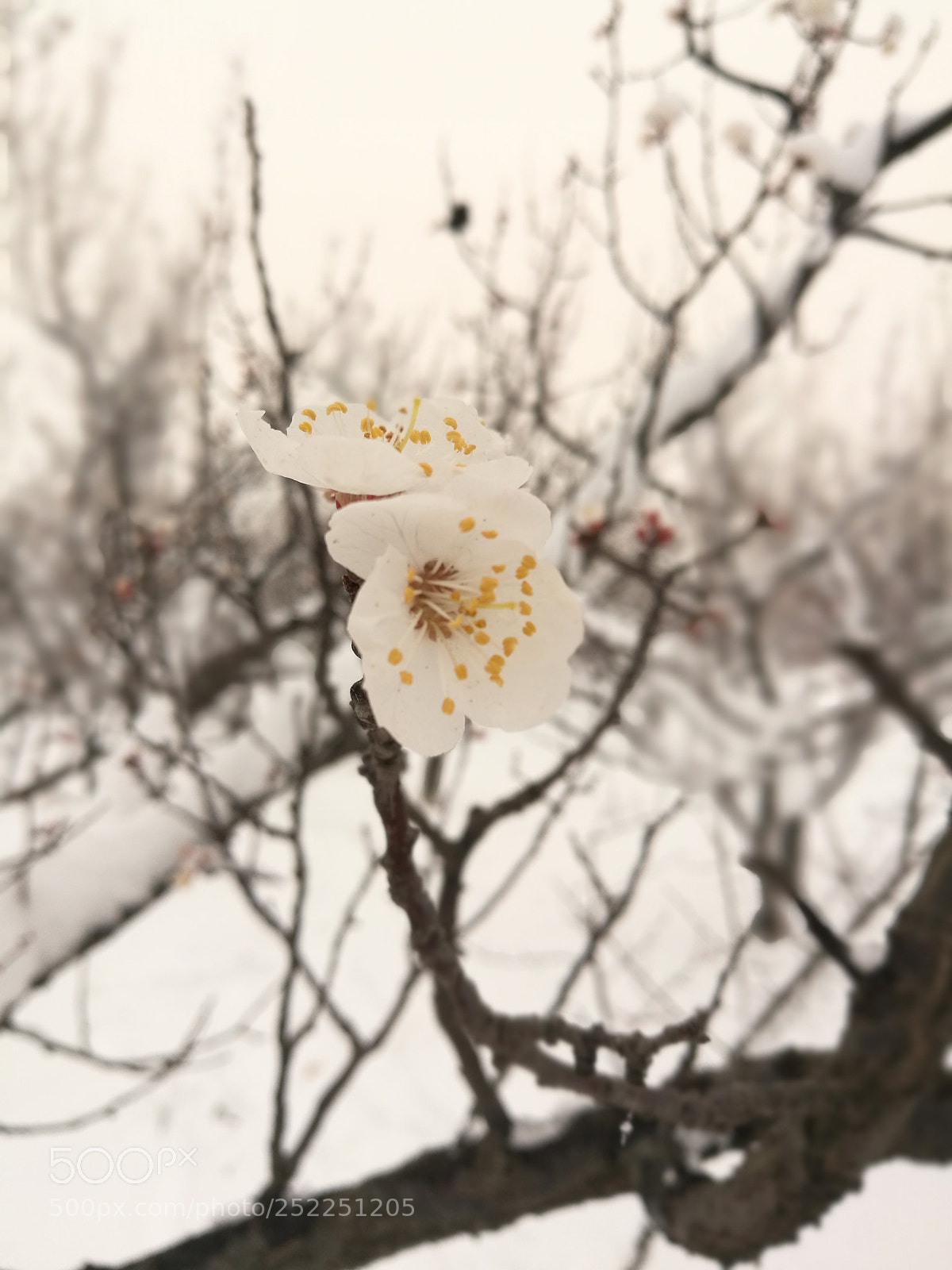 HUAWEI P9 Plus sample photo. Untitled photography