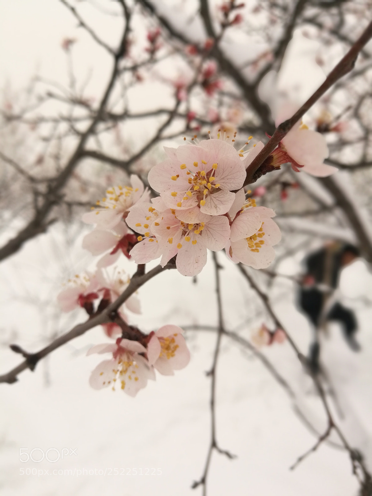 HUAWEI P9 Plus sample photo. Untitled photography