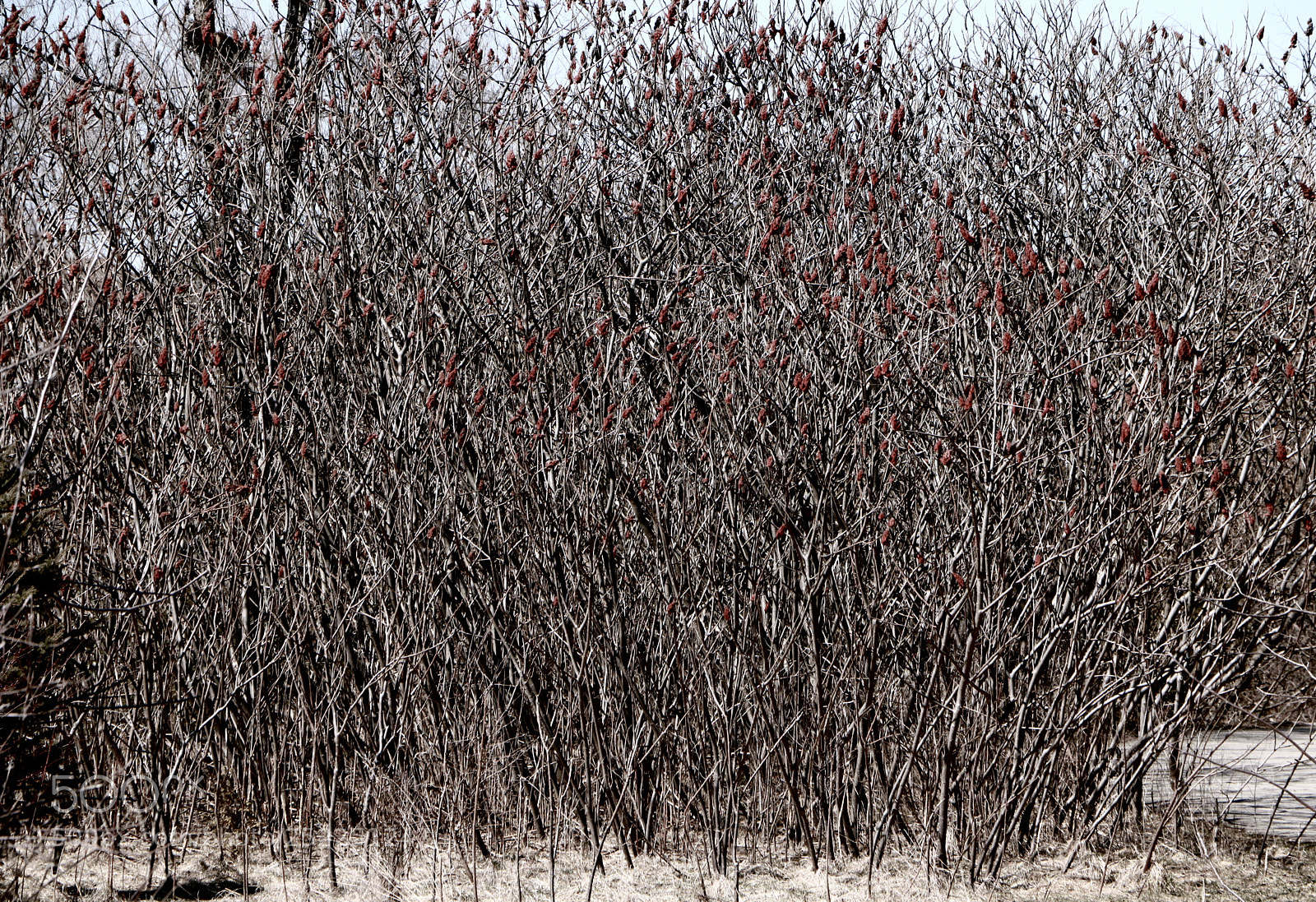 Canon EOS 760D (EOS Rebel T6s / EOS 8000D) sample photo. Tangled web photography