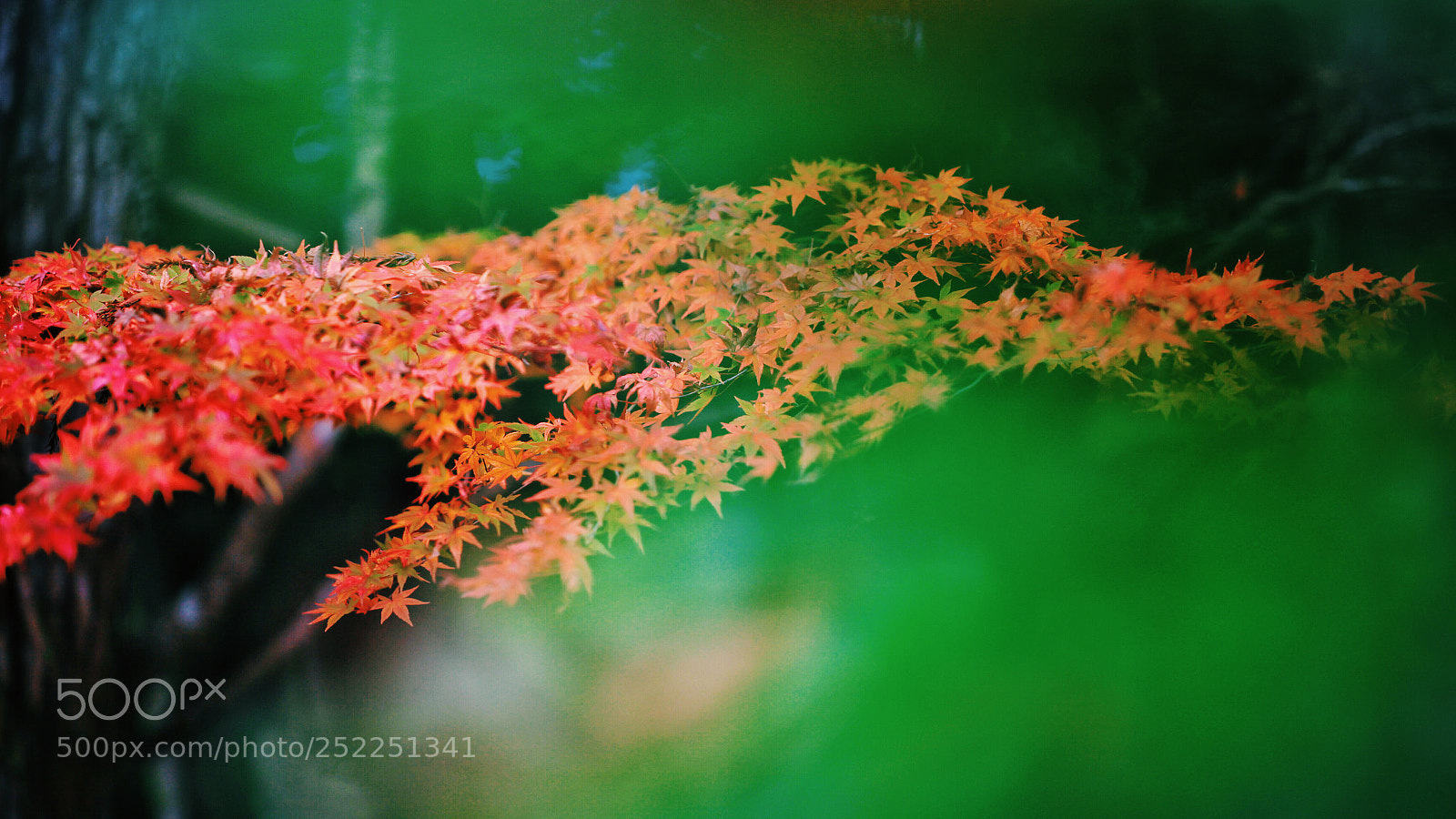 Canon EOS 5D Mark II sample photo. Flowing maple leaf photography