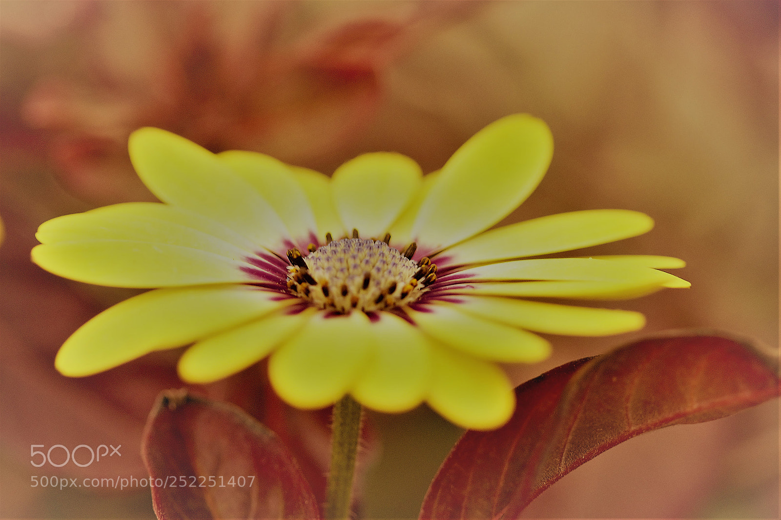 Canon EOS 60D sample photo. Flower portrait photography