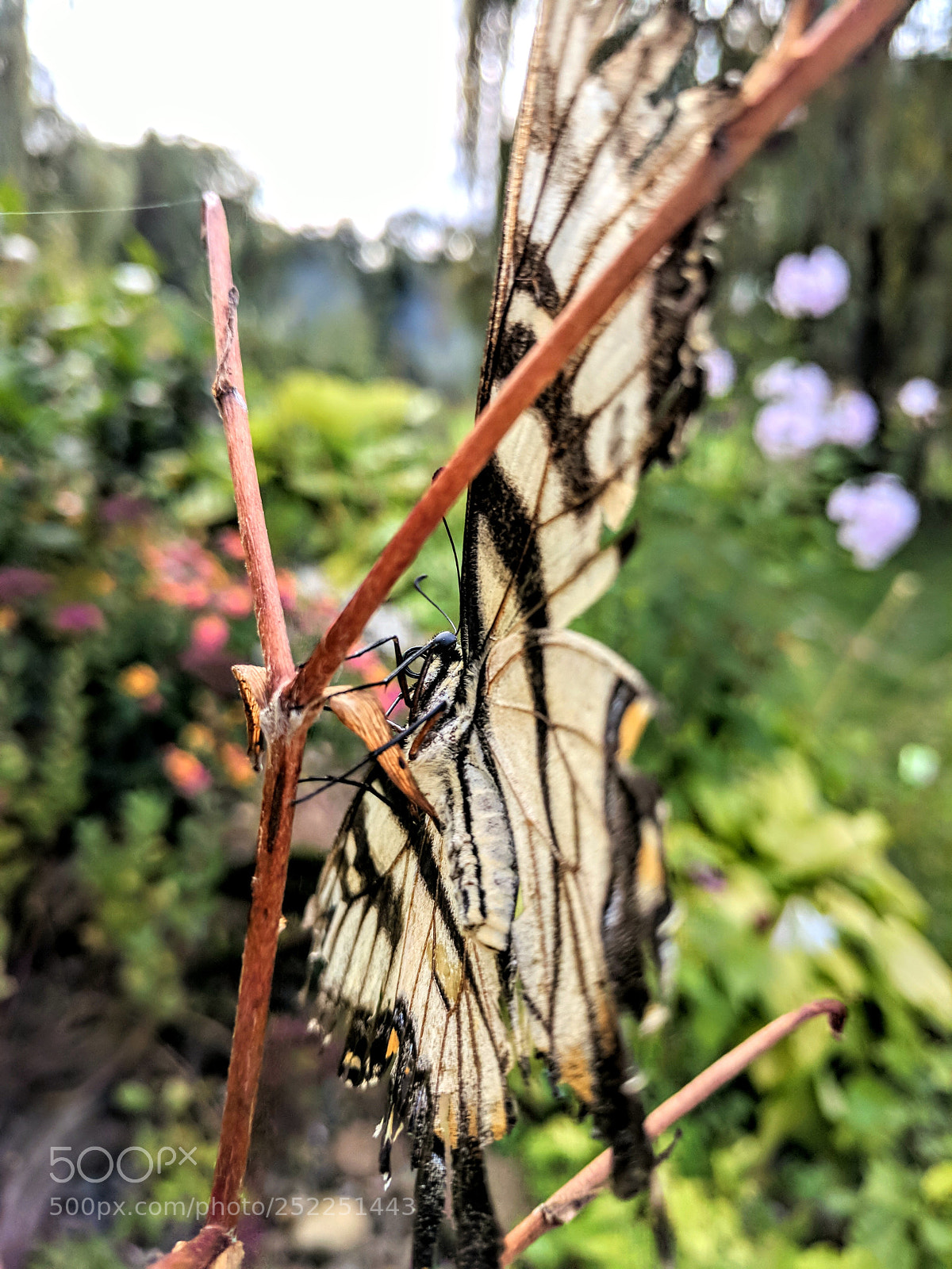 Google Pixel sample photo. Tattered butterfly photography