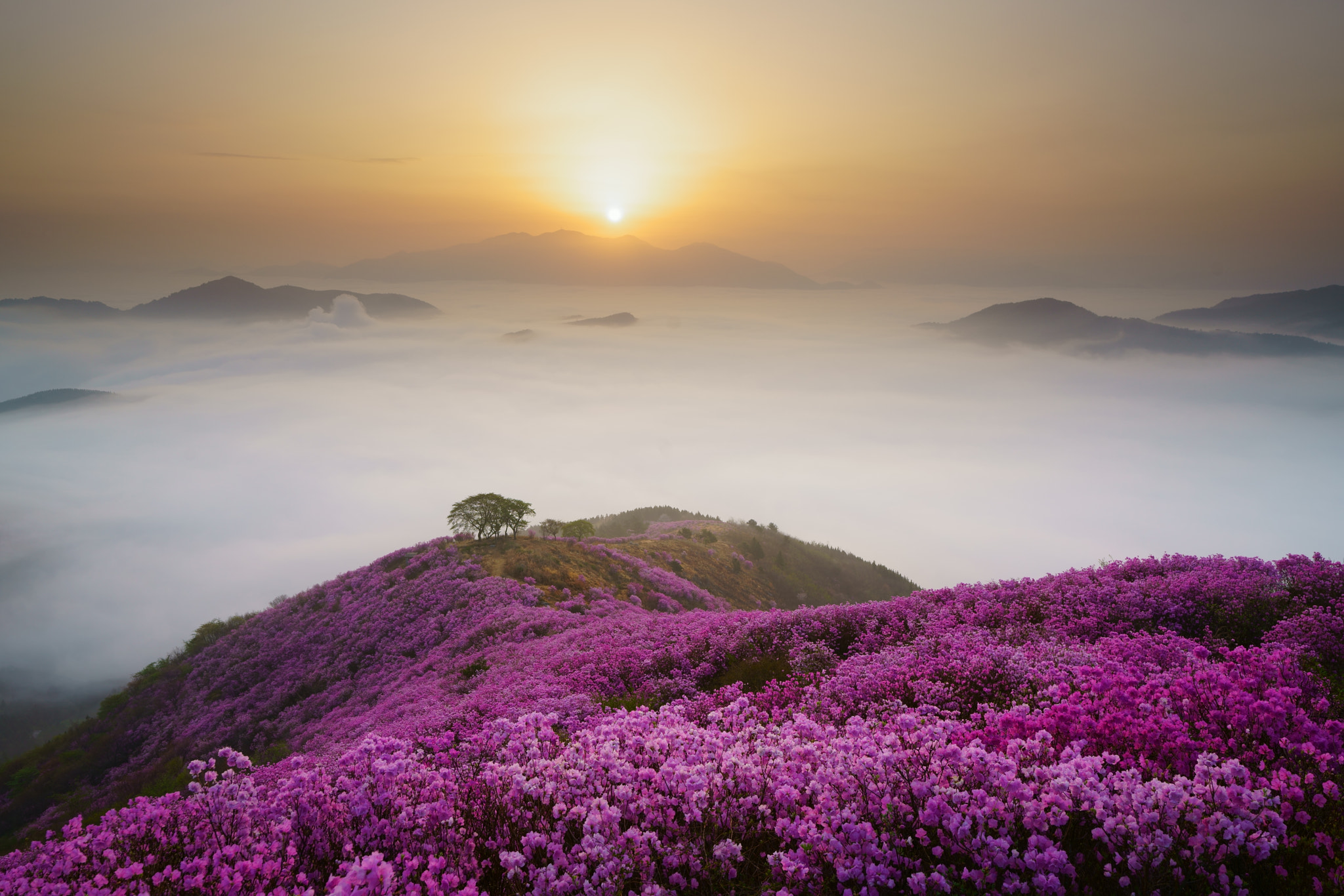 Sony FE 24-70mm F2.8 GM sample photo. Unknown photography