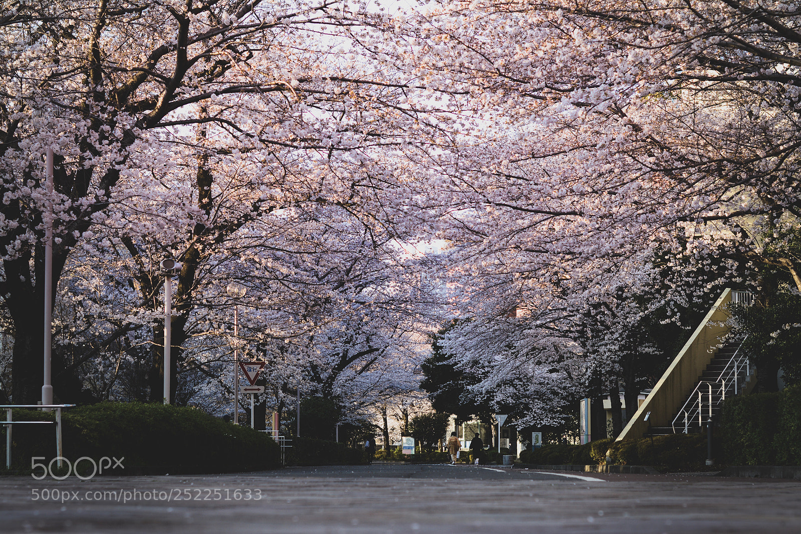 Nikon D7100 sample photo. Sakura photography