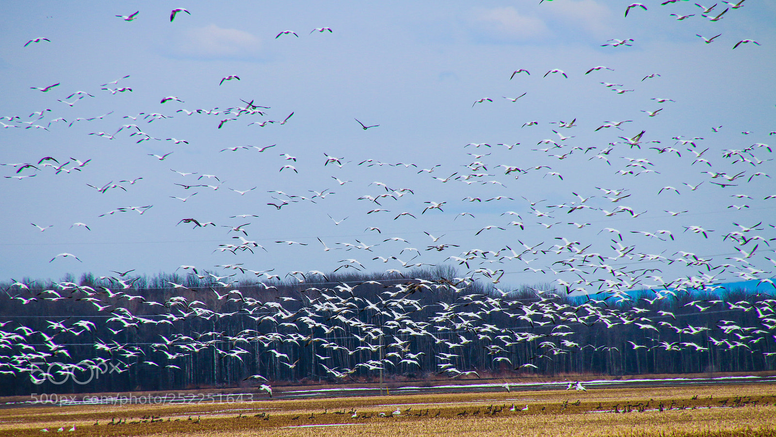 Canon EOS 70D sample photo. Snow and canadian geese photography
