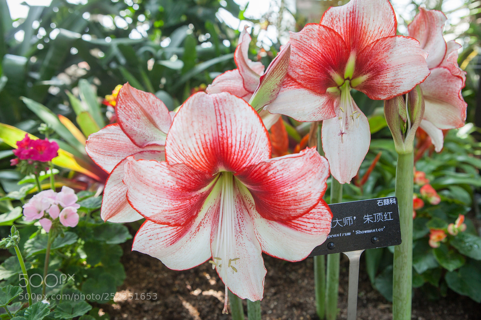 Canon EOS 5D Mark II sample photo. 朱顶红 photography