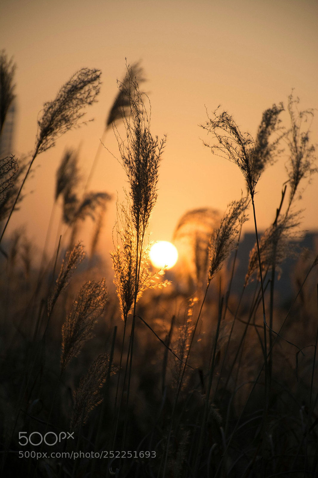 Nikon D7100 sample photo. 汉口江滩日落 photography