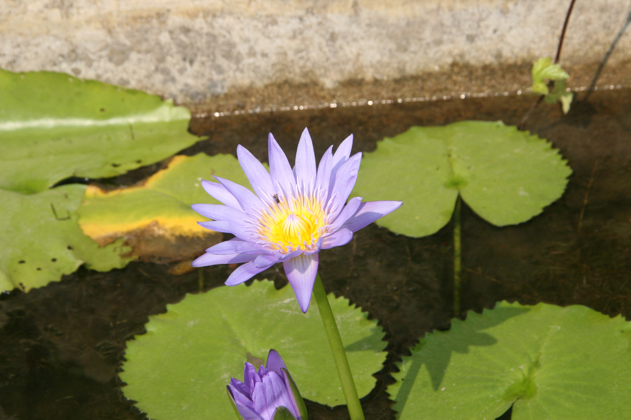 Canon EOS 30D sample photo. Img photography