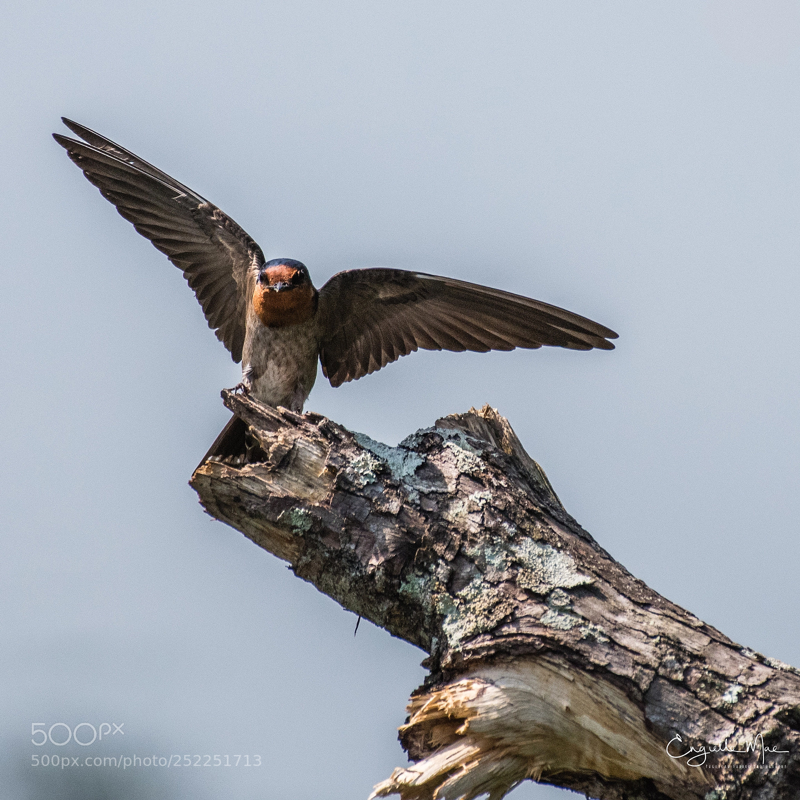 Nikon D5500 sample photo. Happy flapping photography