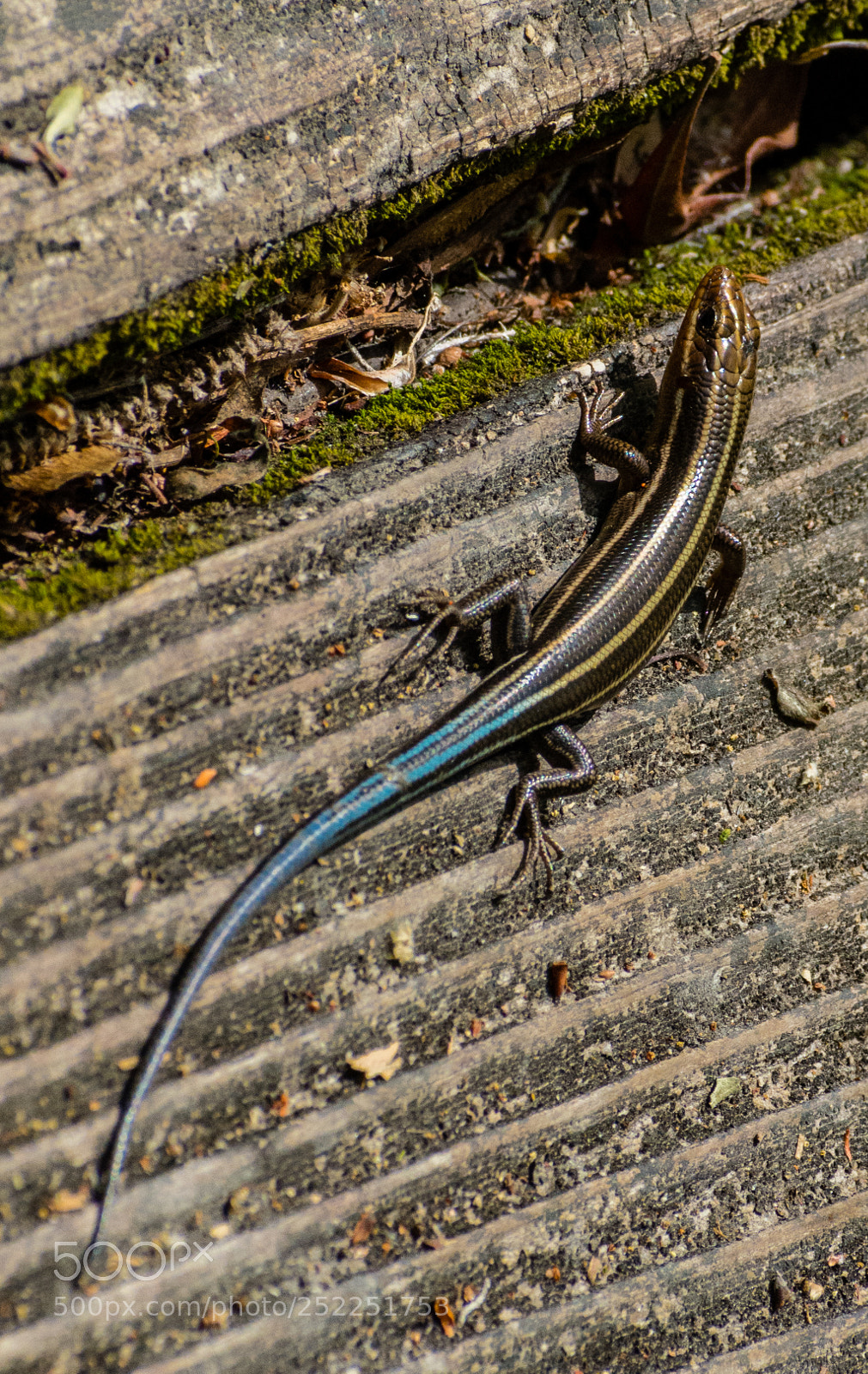 Nikon D7200 sample photo. Five lined skink. photography