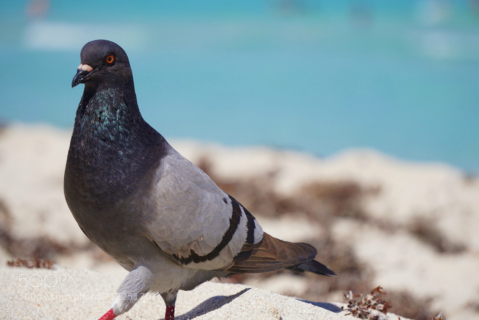 Sony a6000 sample photo. Beach scavenger photography