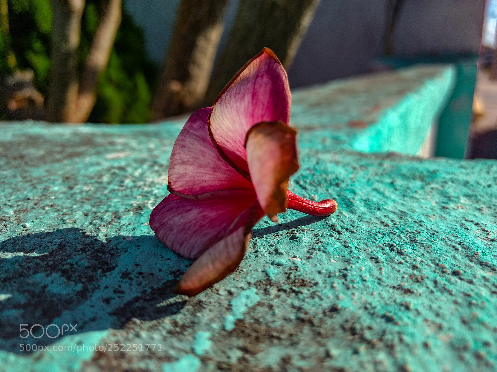 Motorola Moto G (4) sample photo. Flor de mayo photography