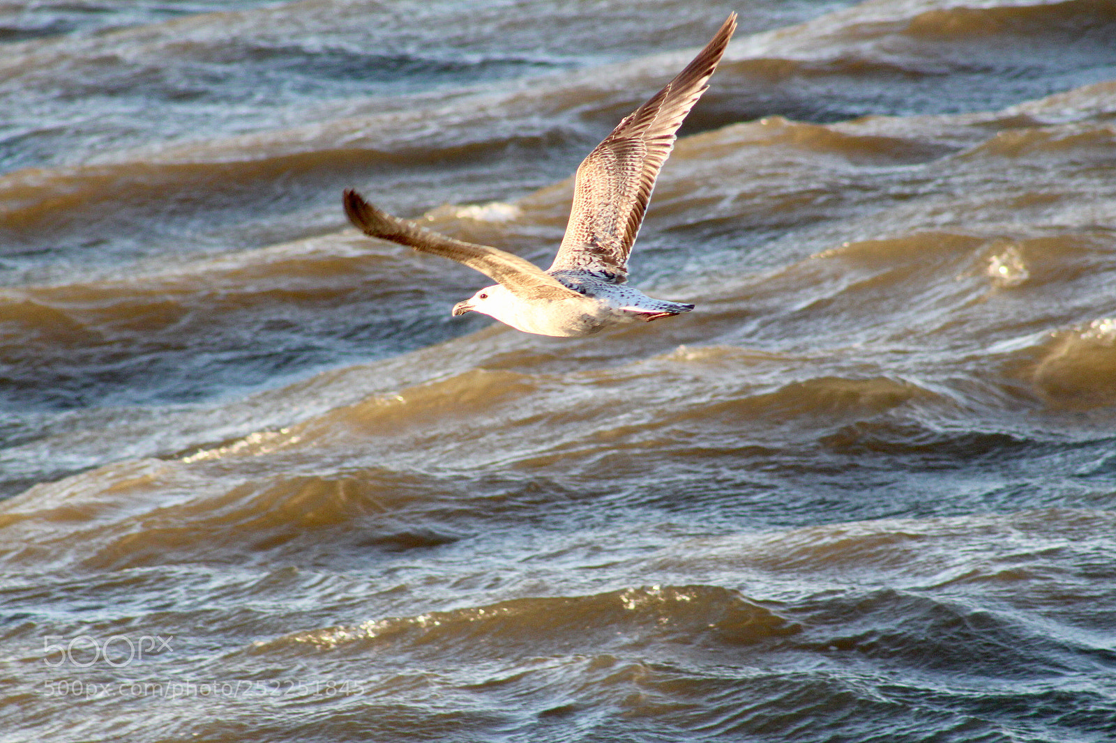 Canon EOS 1300D (EOS Rebel T6 / EOS Kiss X80) sample photo. Seagull flying photography