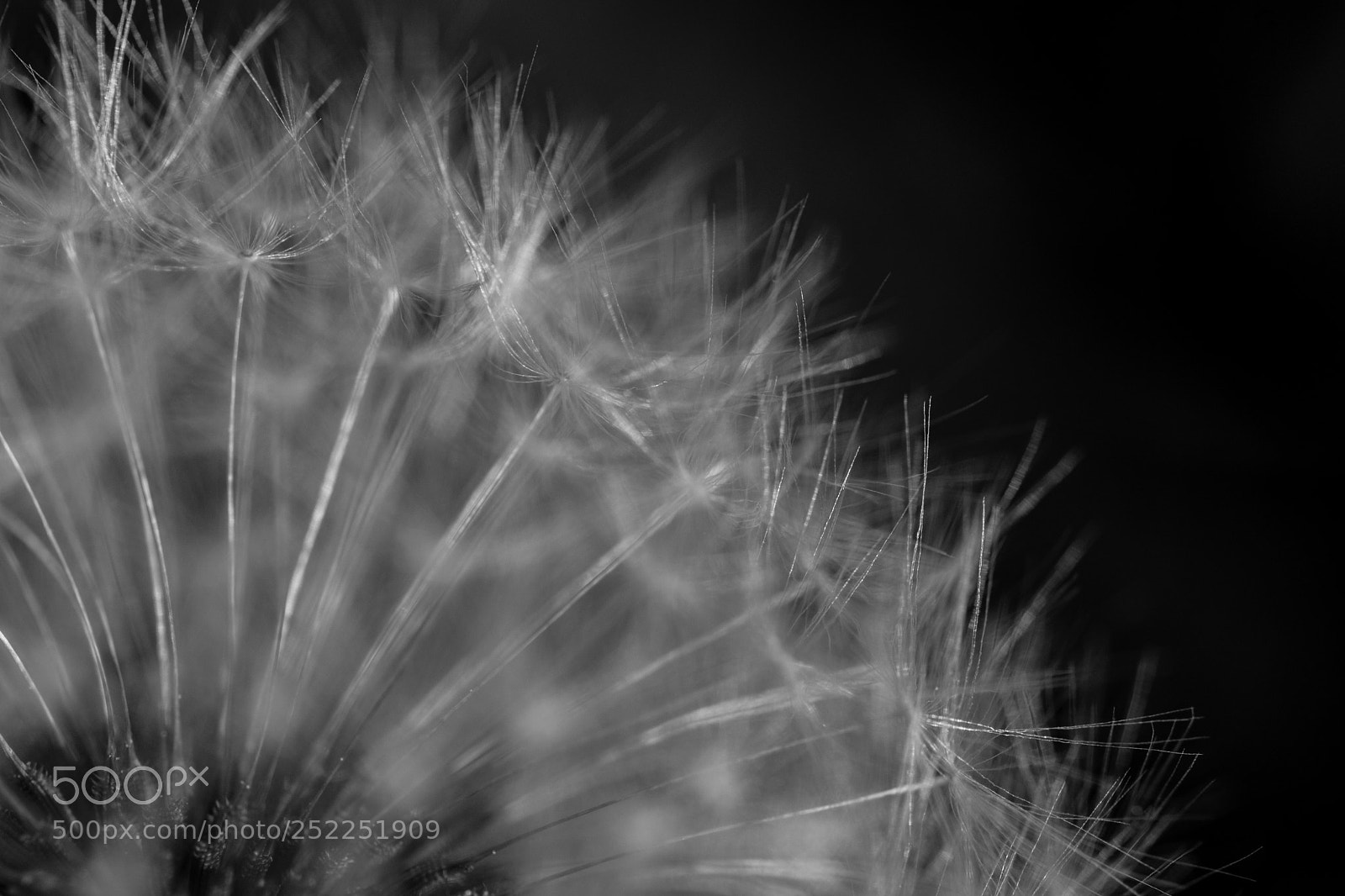 Nikon D5500 sample photo. Dark macro photography