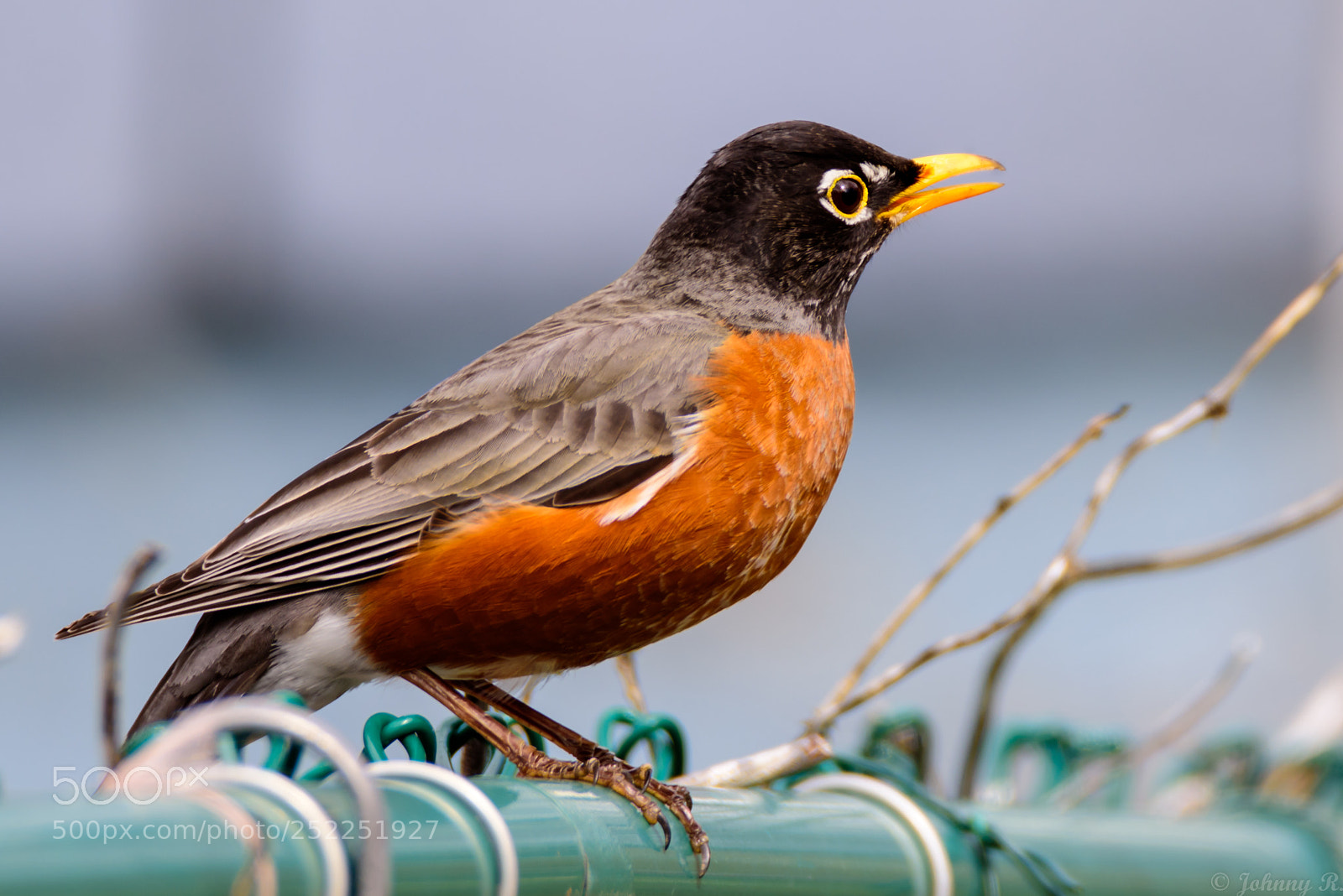 Nikon D810 sample photo. Robin photography